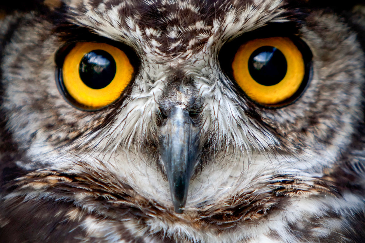 Owl Eyes 10 great 8