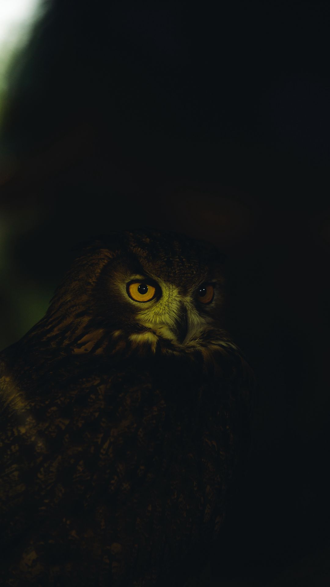 Download wallpaper 1080x1920 owl, eyes