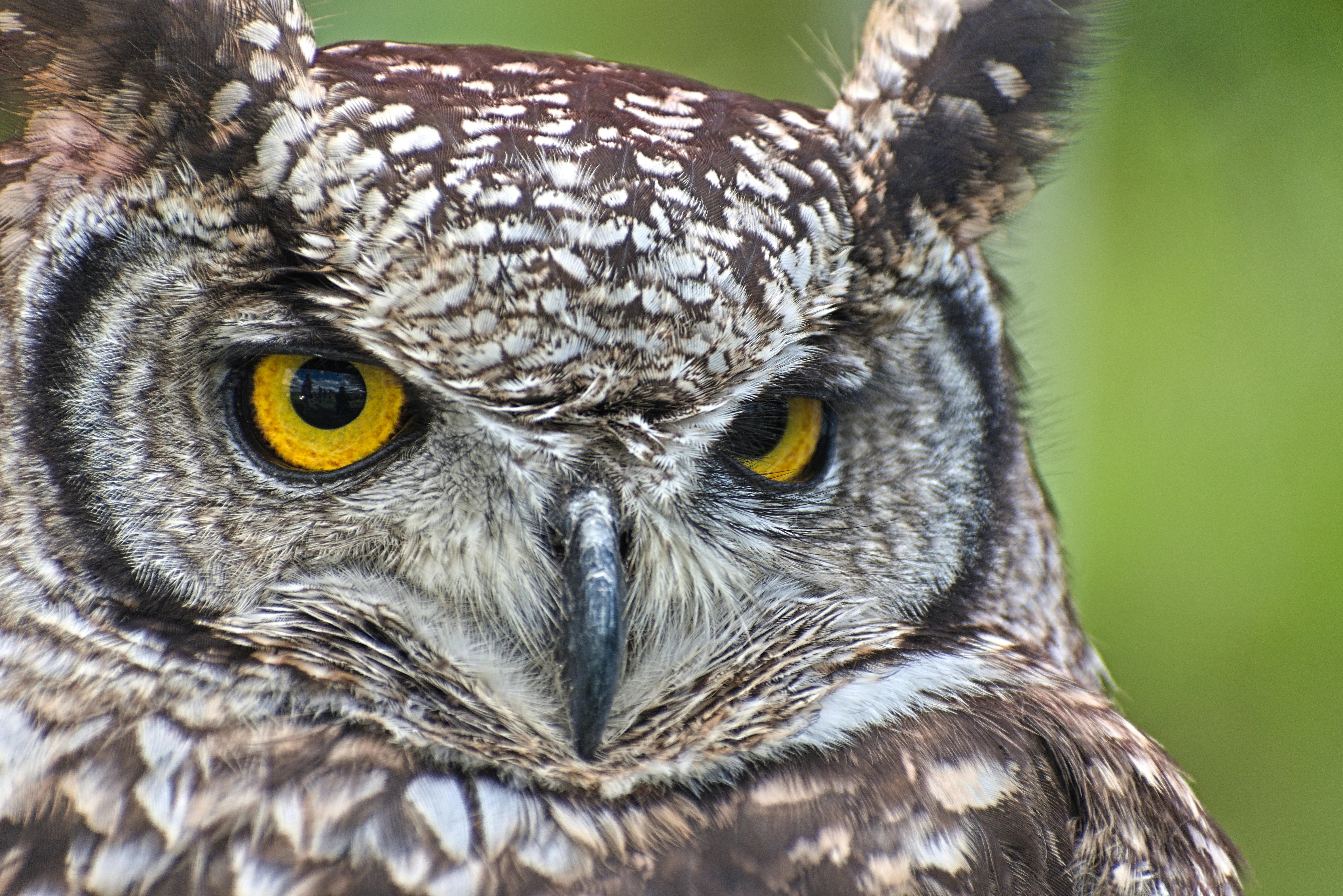 Close up of Owl Head · Free