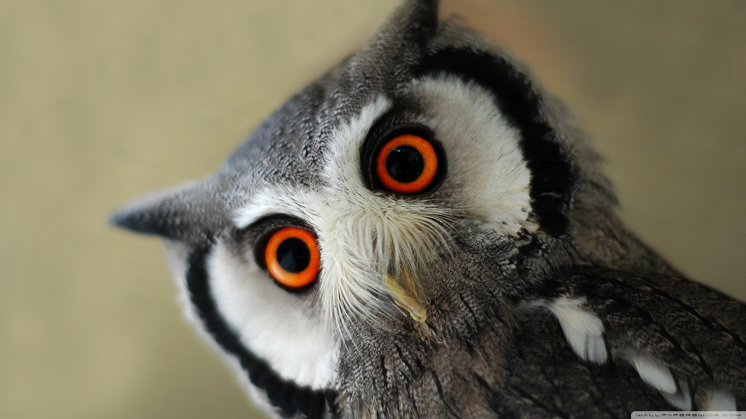Download Bird Animal Owl HD Wallpaper