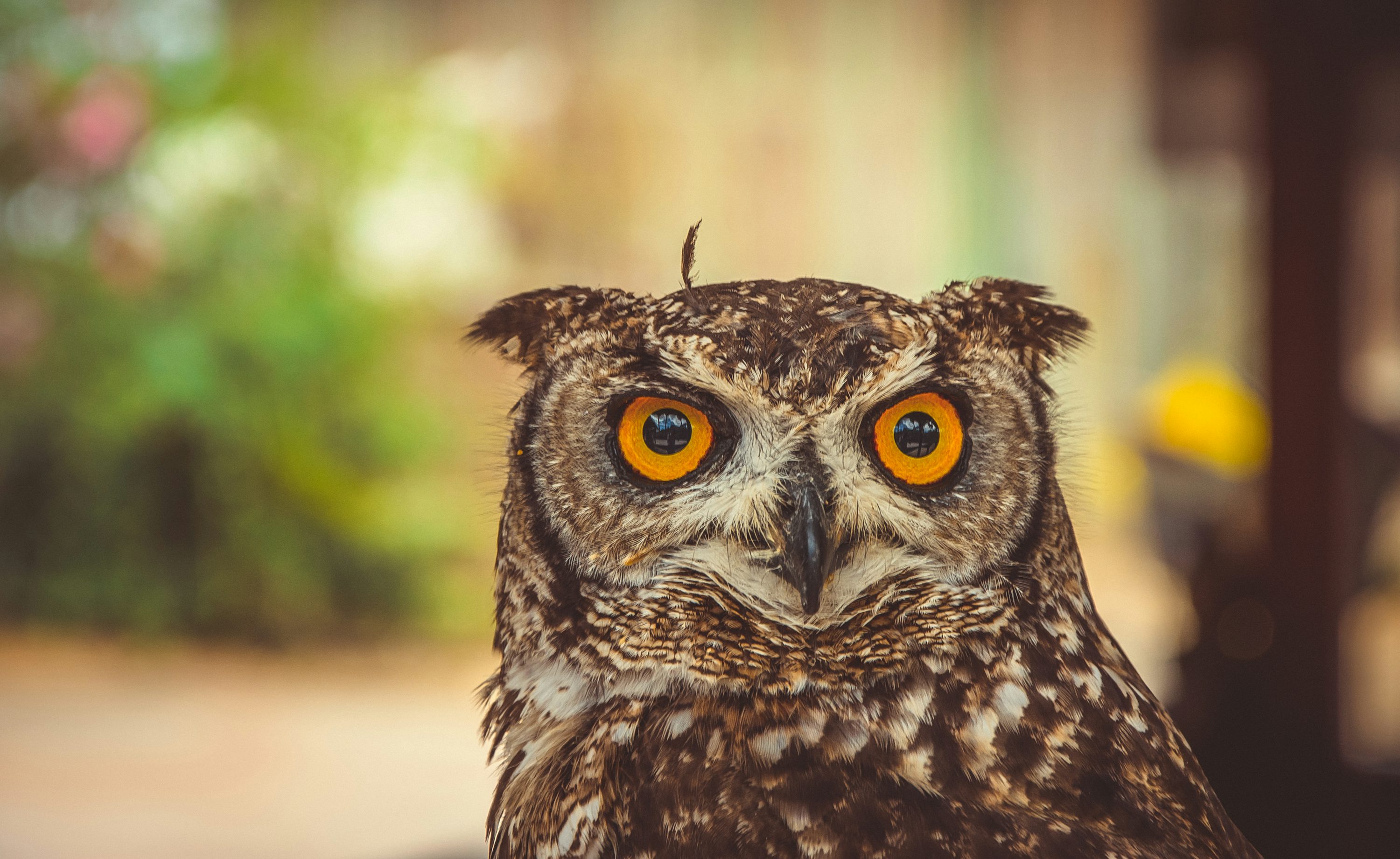 Selective focus photography of owl