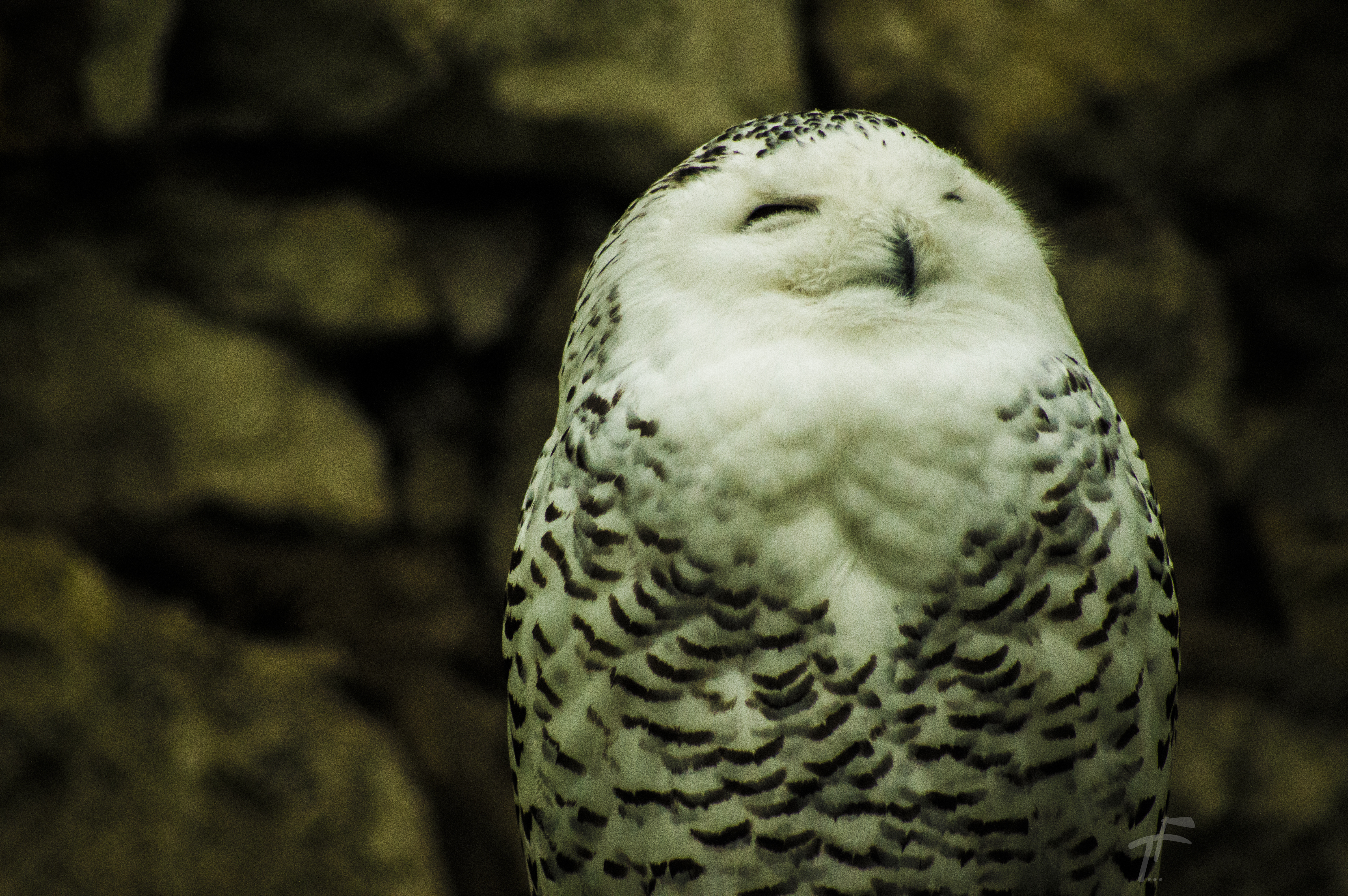 Wallpaper nature, Wallpaper, Owl, white