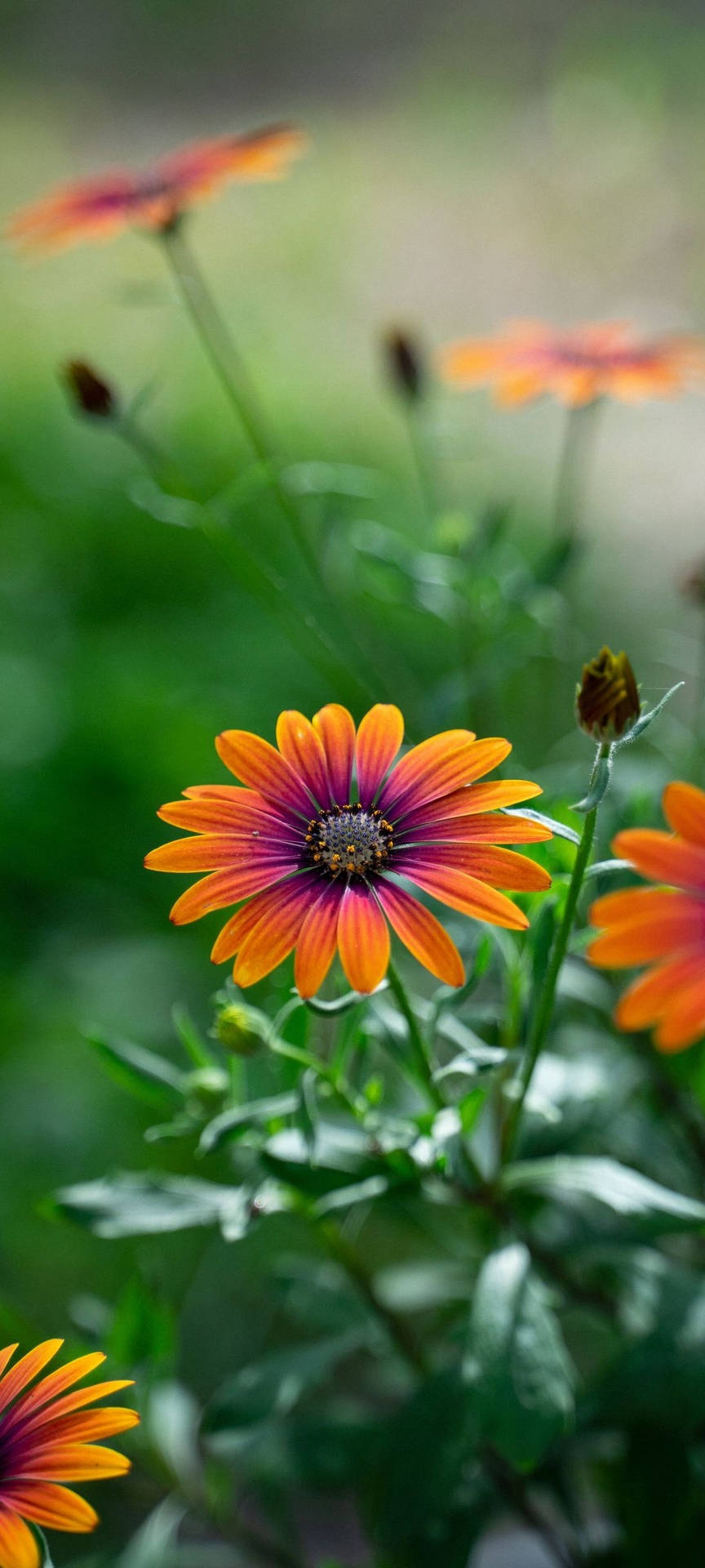 African Daisy Wallpaper