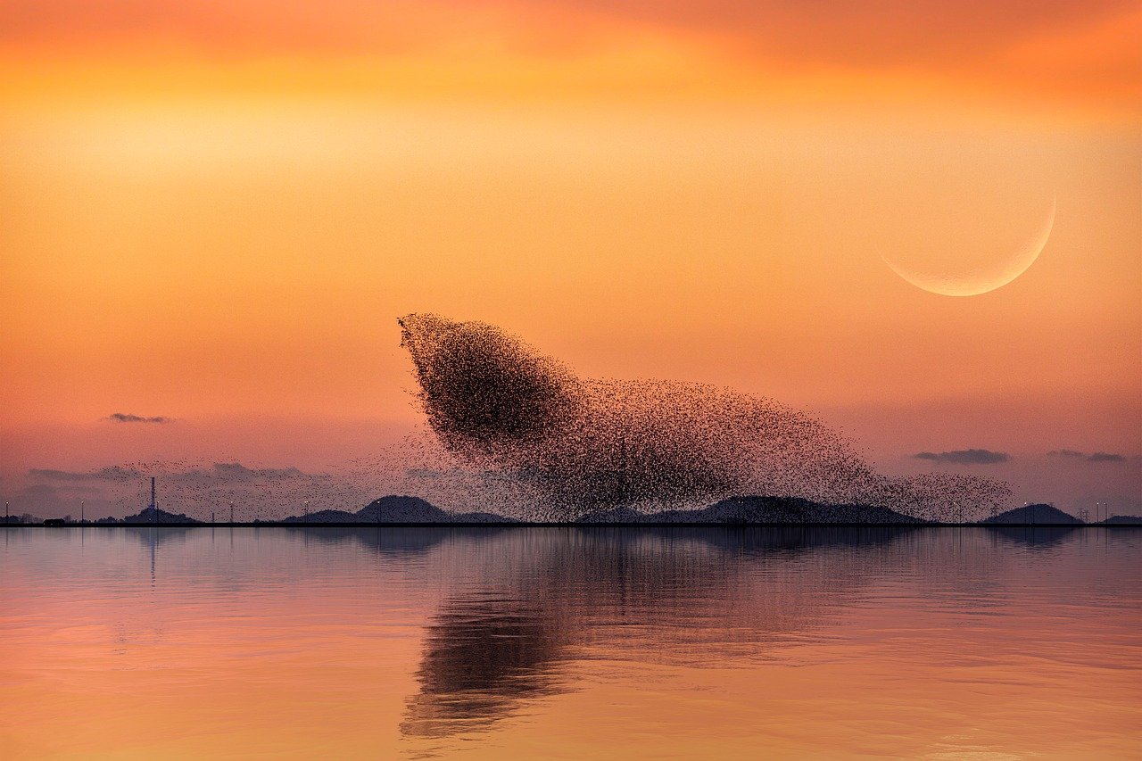 Sunset Birds Sea