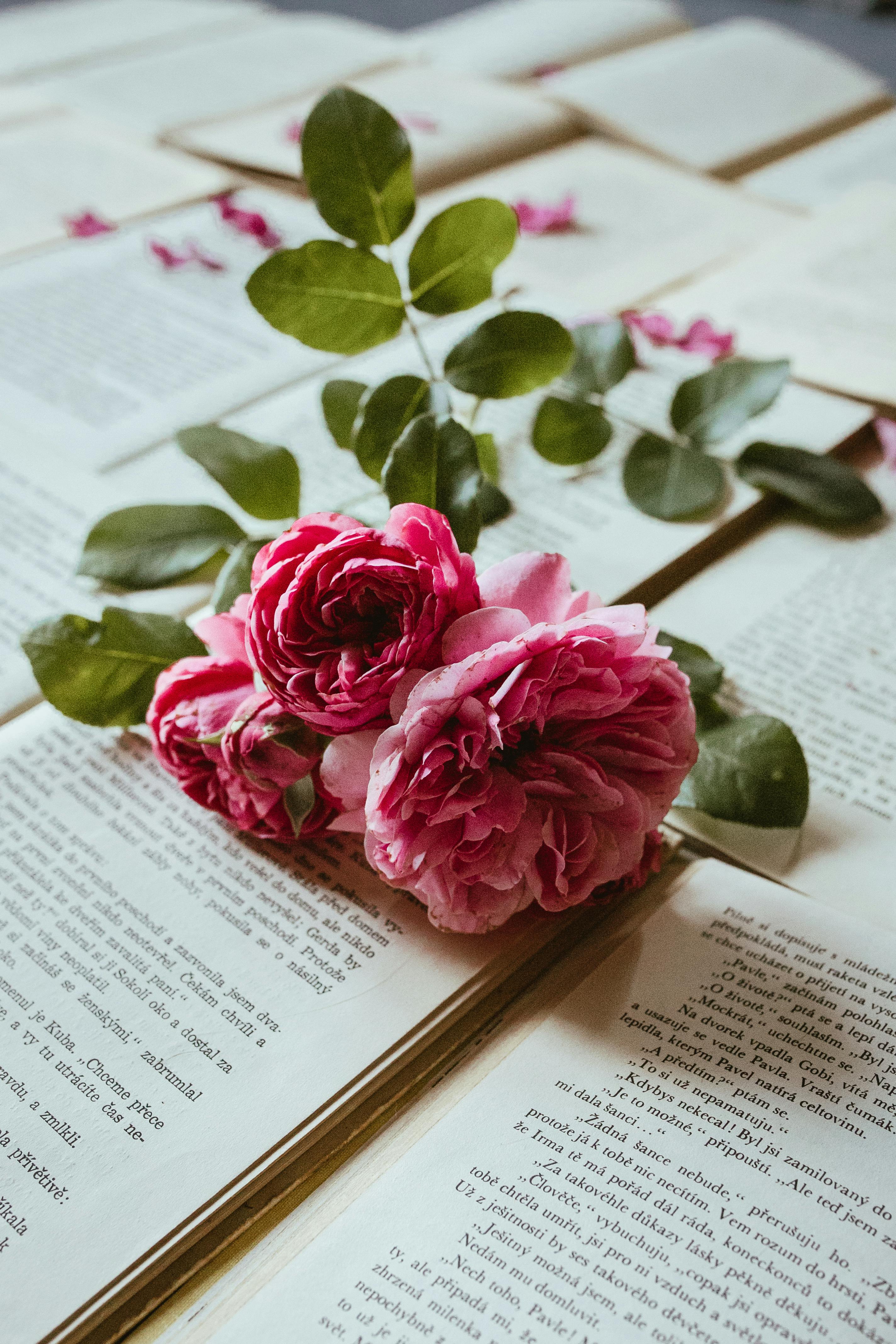Rose Flowers Lying on Open Books · Free