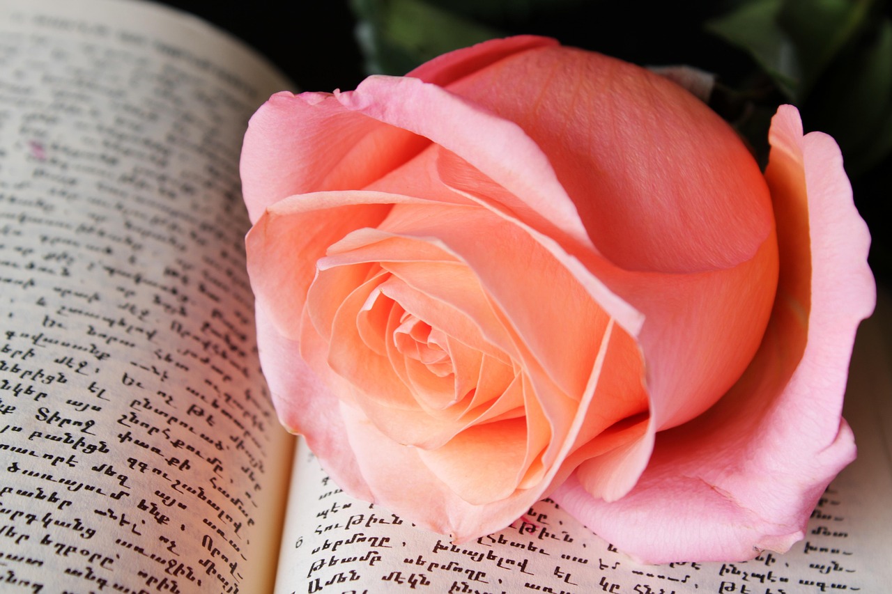 Pink Rose Book Background photo