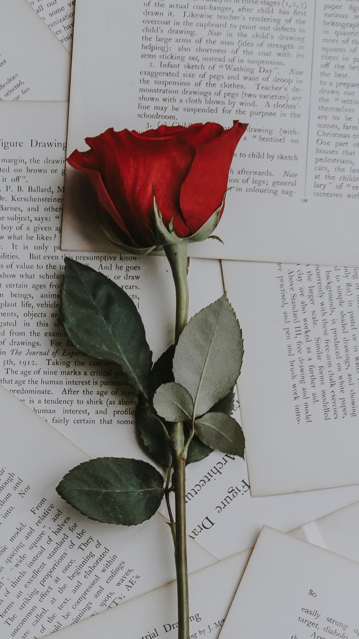 Red rose on book pages