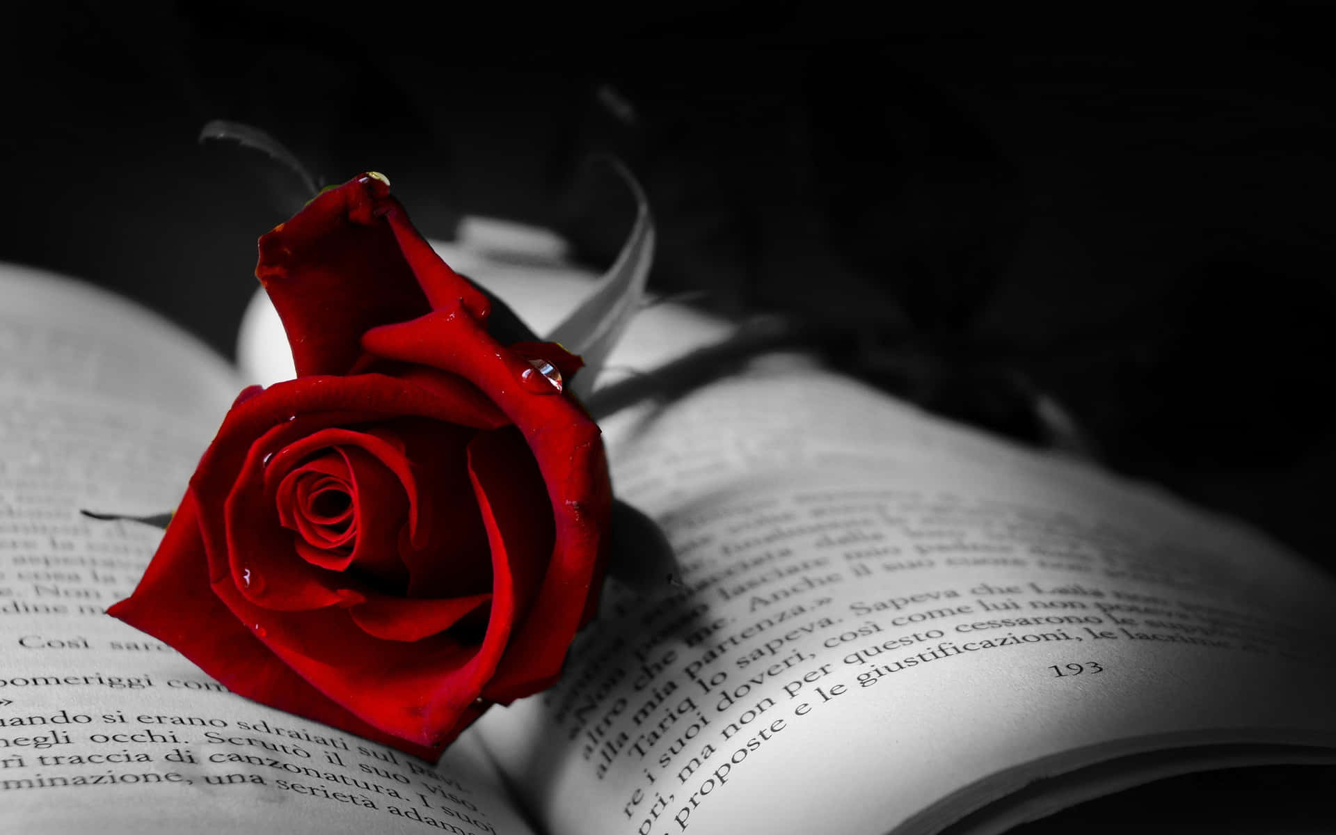 Download Red Roses Laptop On A Book Wallpaper