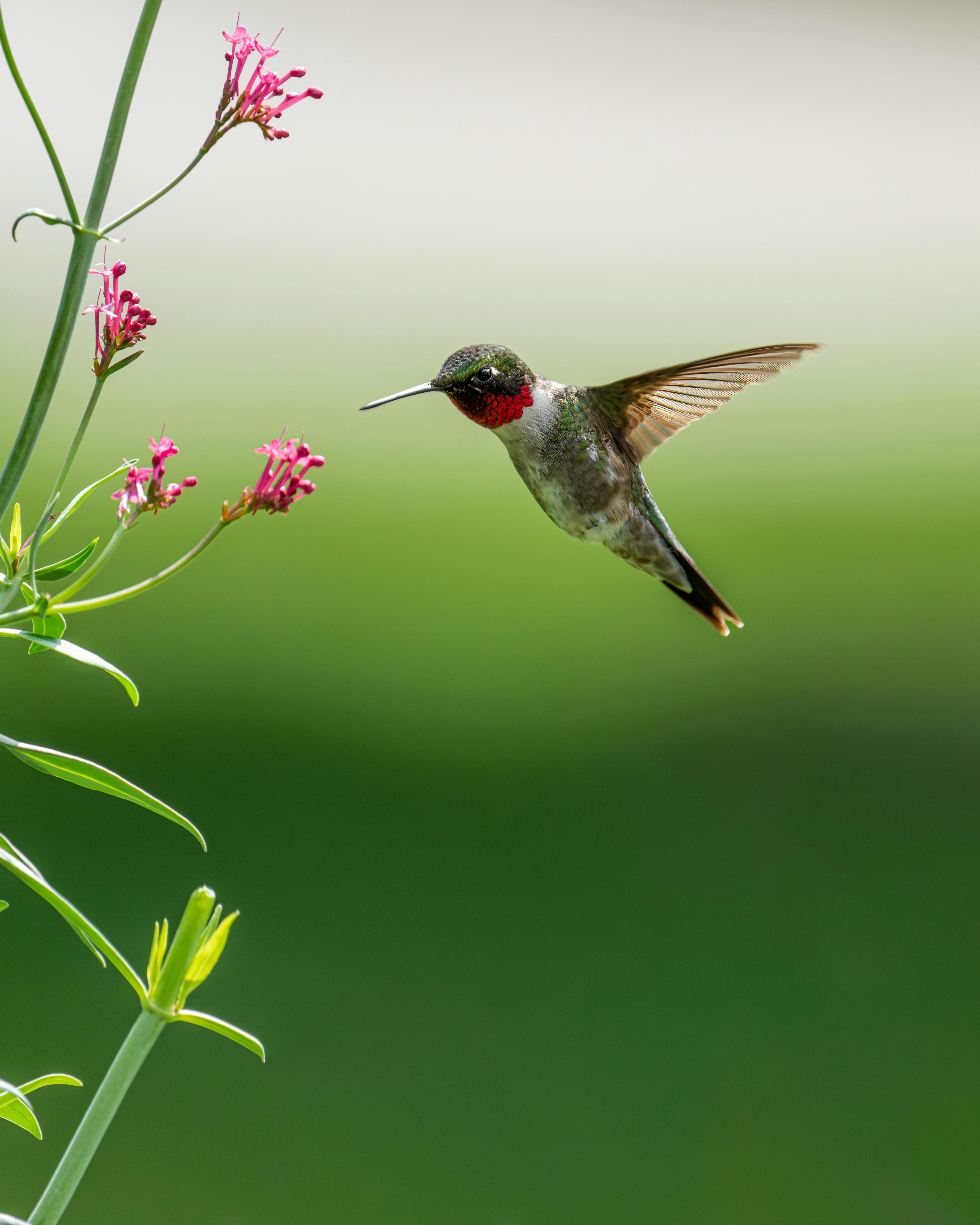 Ruby Throated Hummingbird In Flight