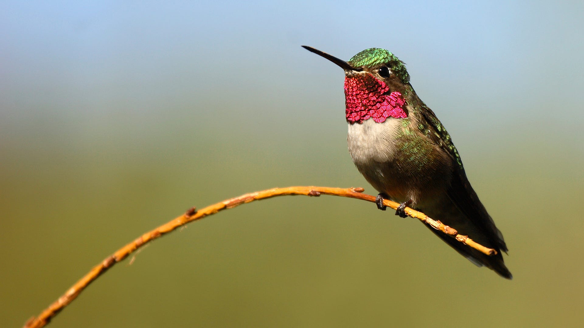 Ruby Throated Hummingbird