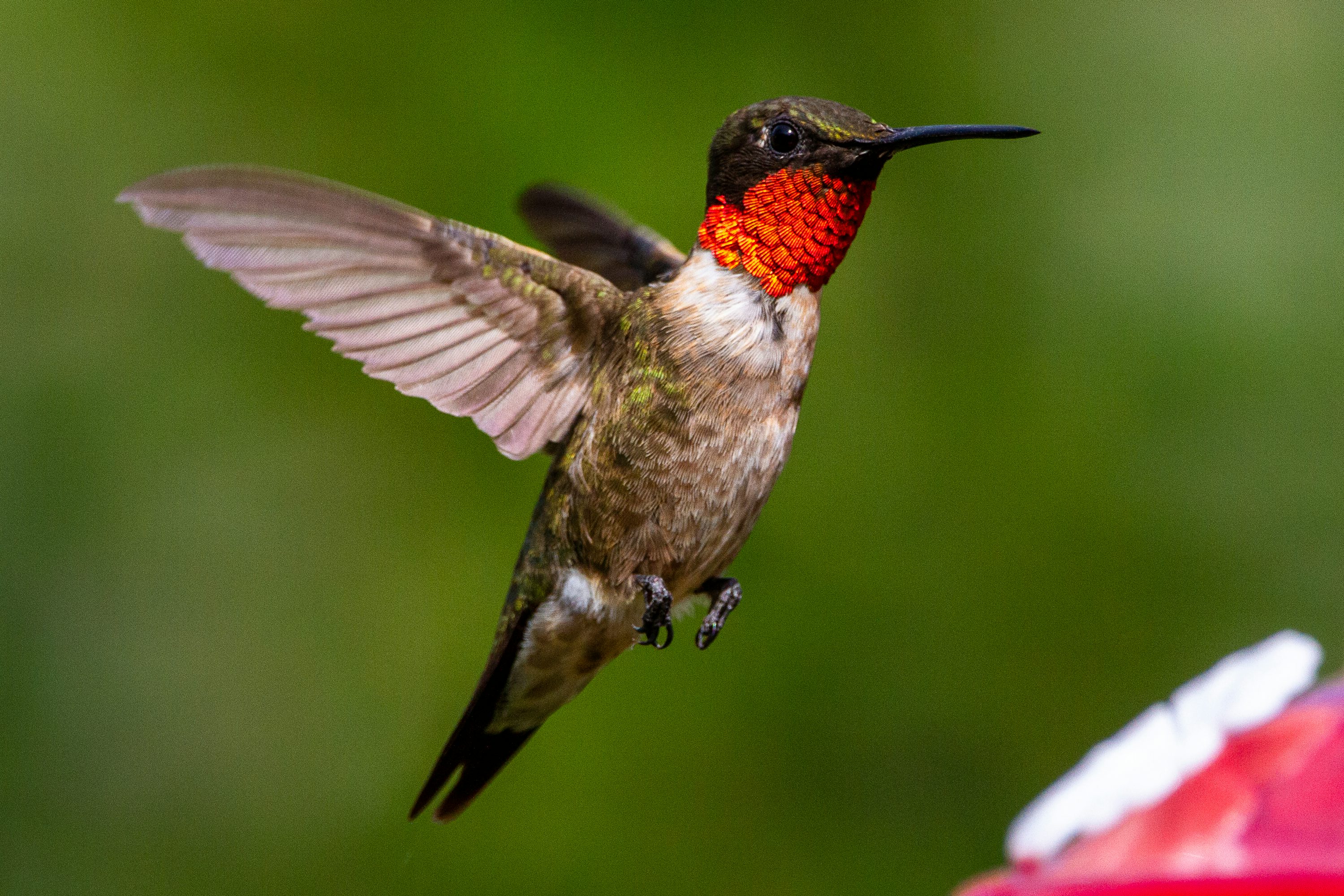 Ruby Throated Hummingbird Picture