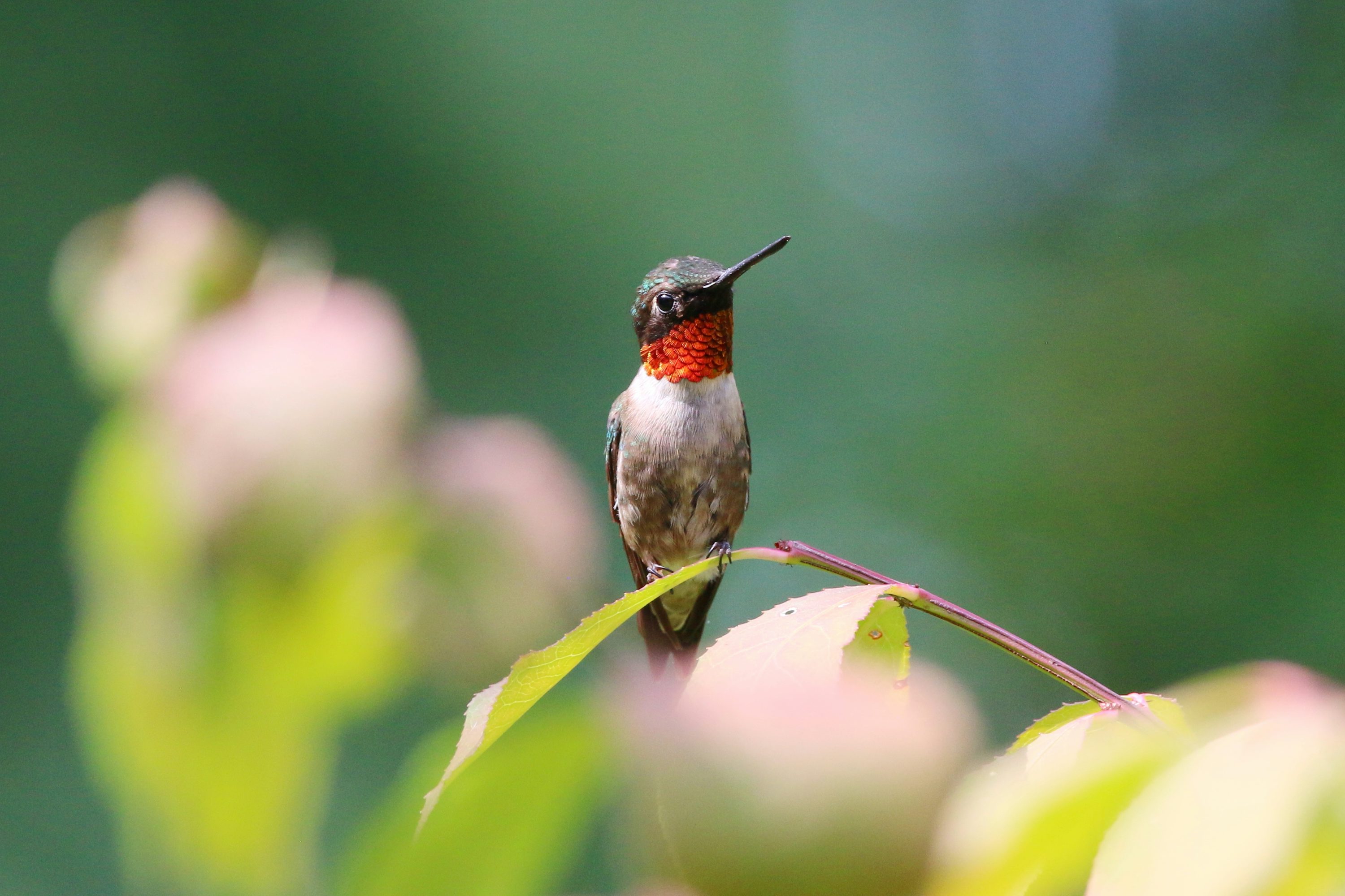 Ruby Throated Hummingbird Picture