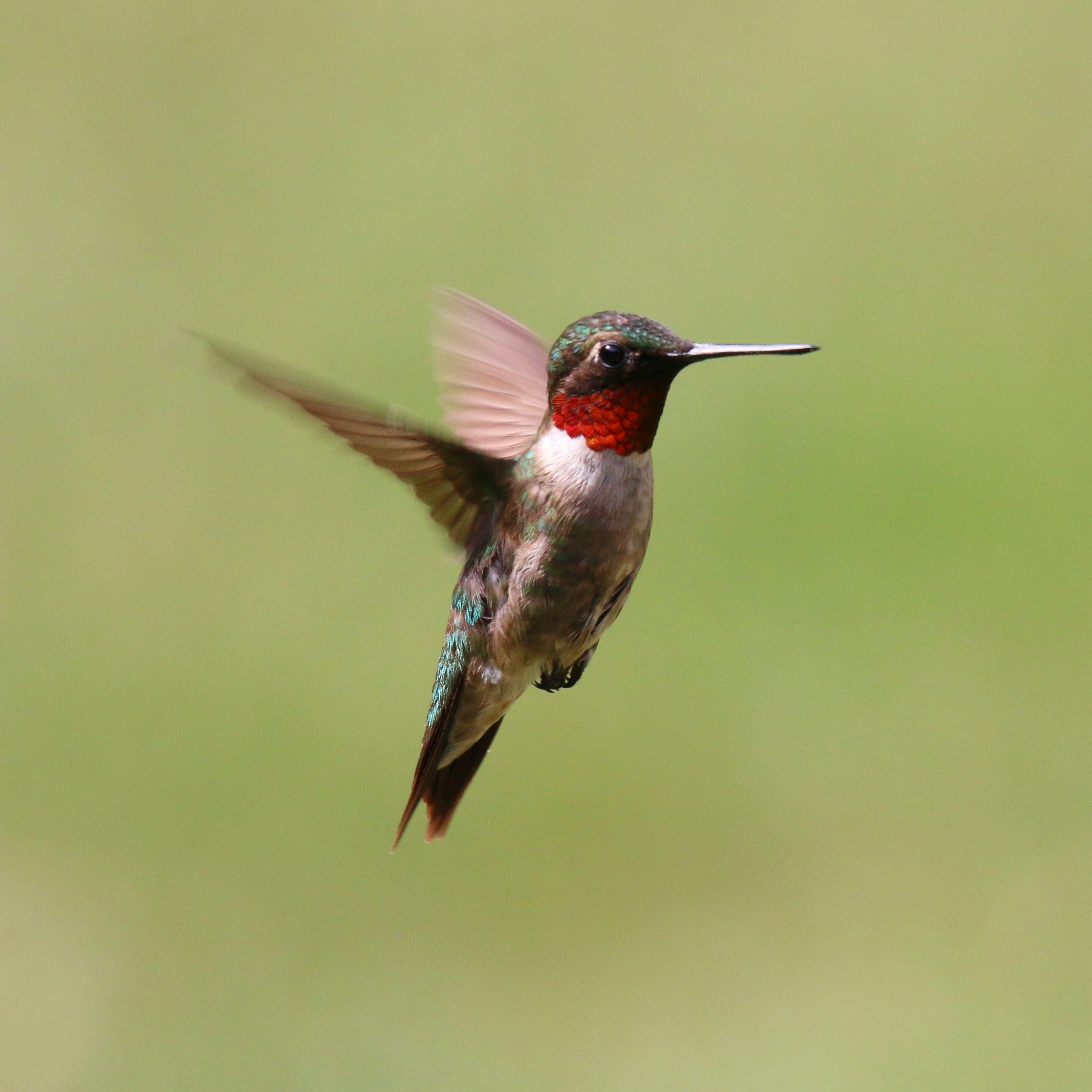 Ruby Throated Hummingbird Picture