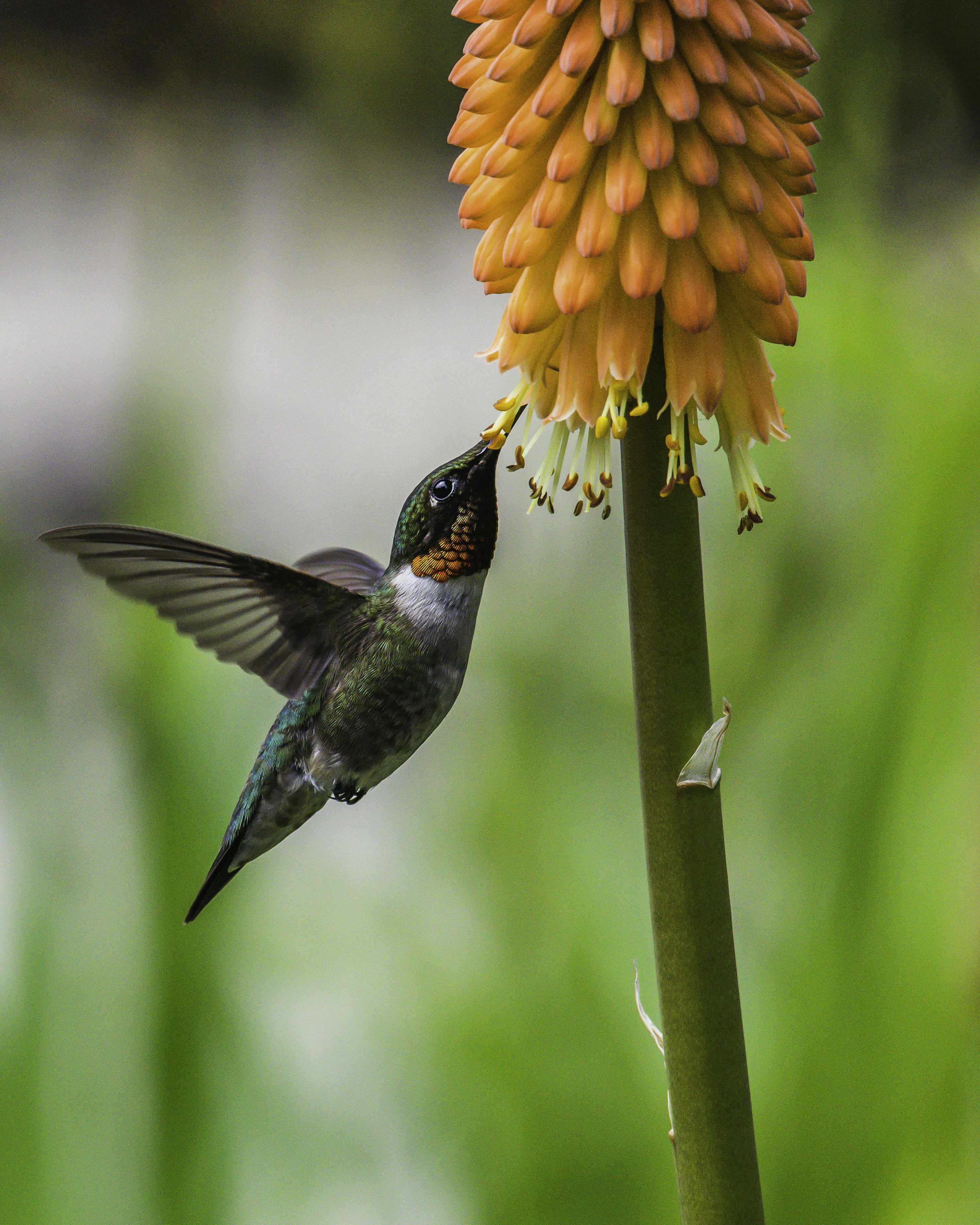 Ruby Throated Hummingbird Picture