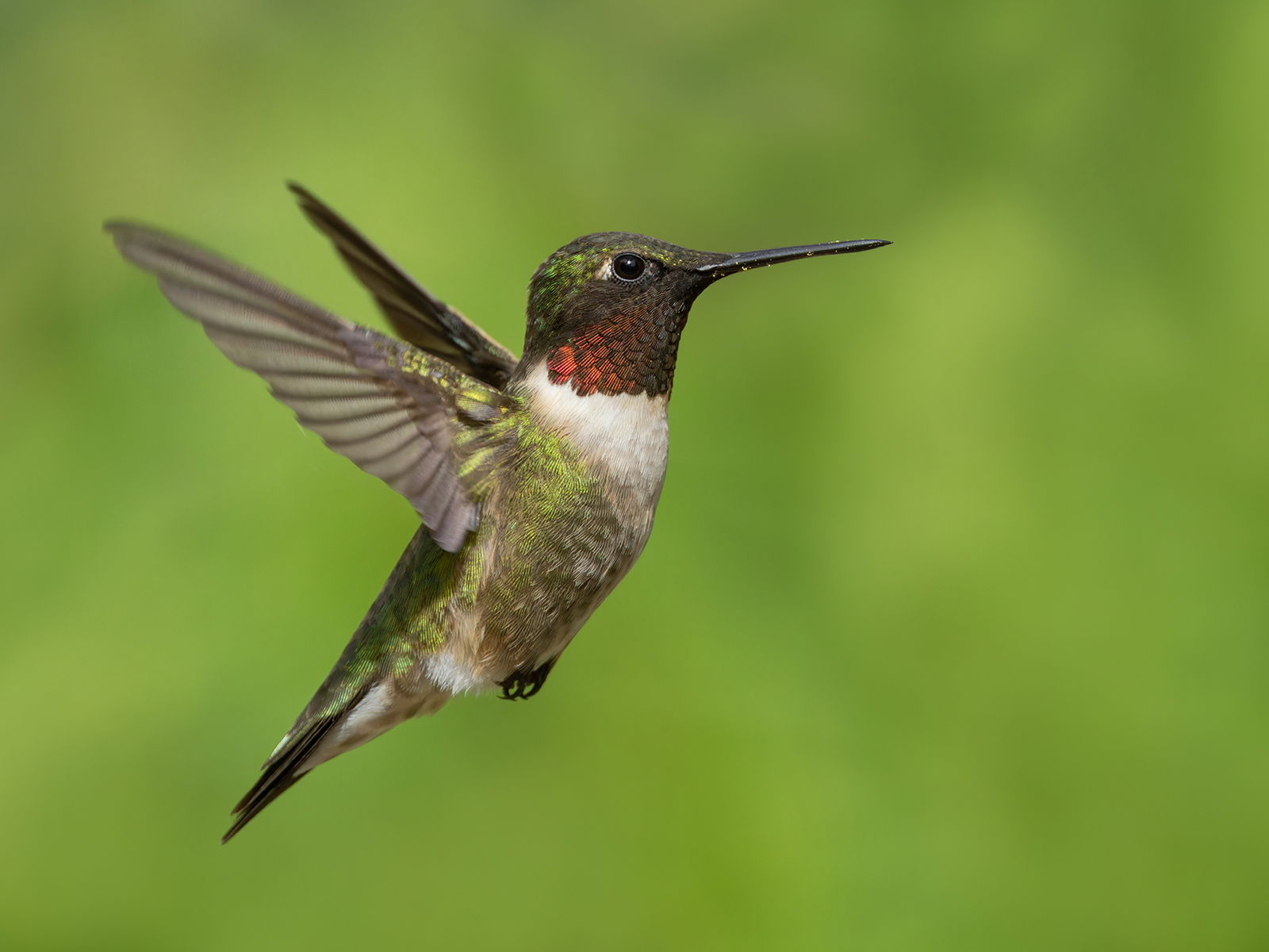 Ruby Throated Hummingbird