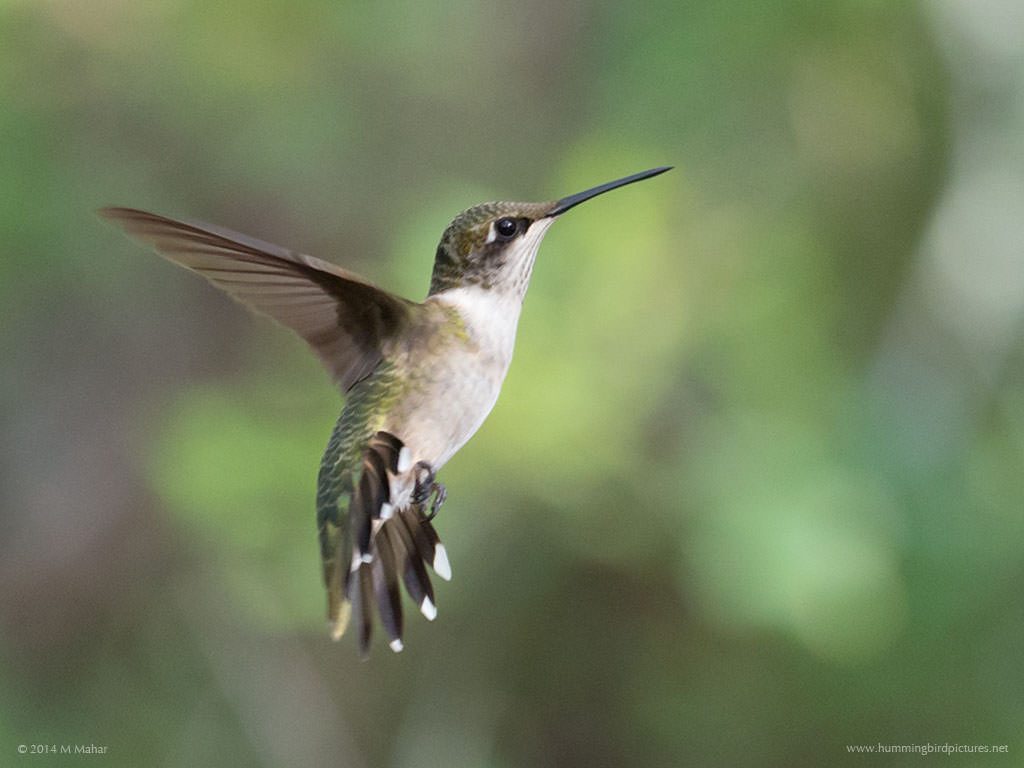 Ruby Throated Hummingbird