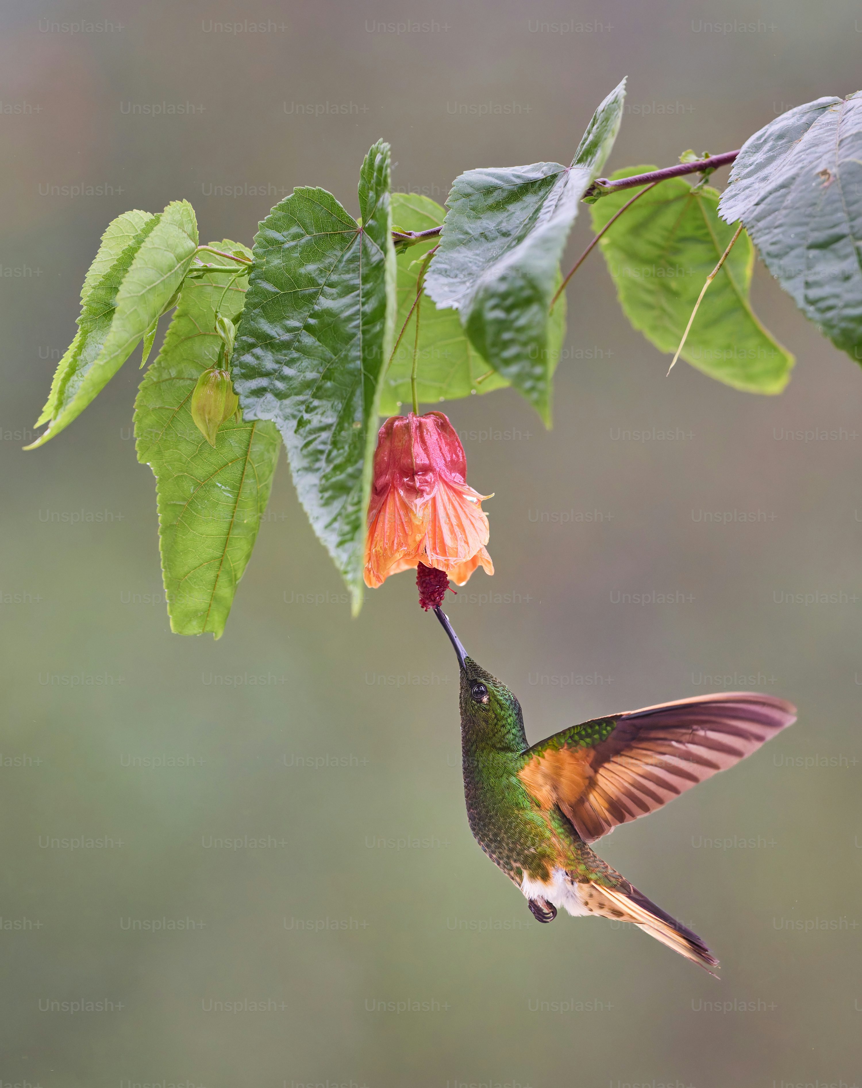 Ruby Throated Hummingbird Picture