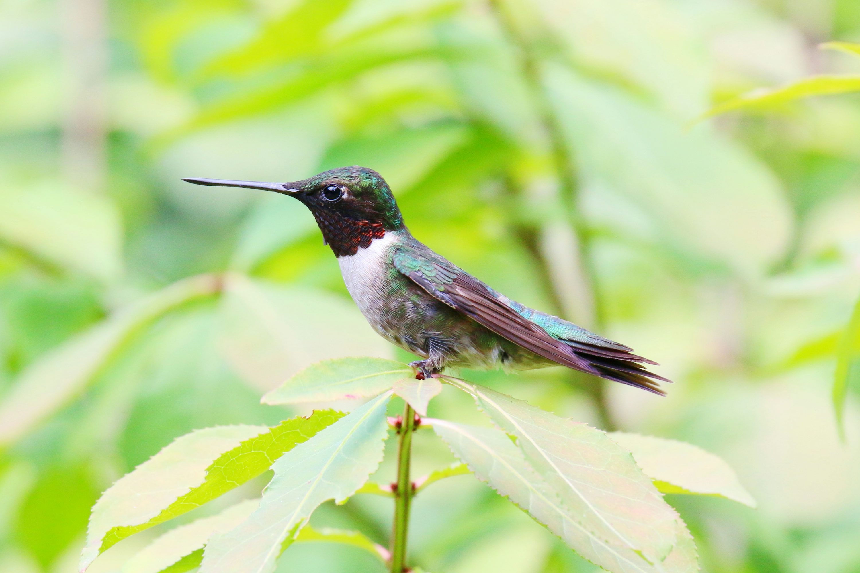 Ruby Throated Hummingbird Picture
