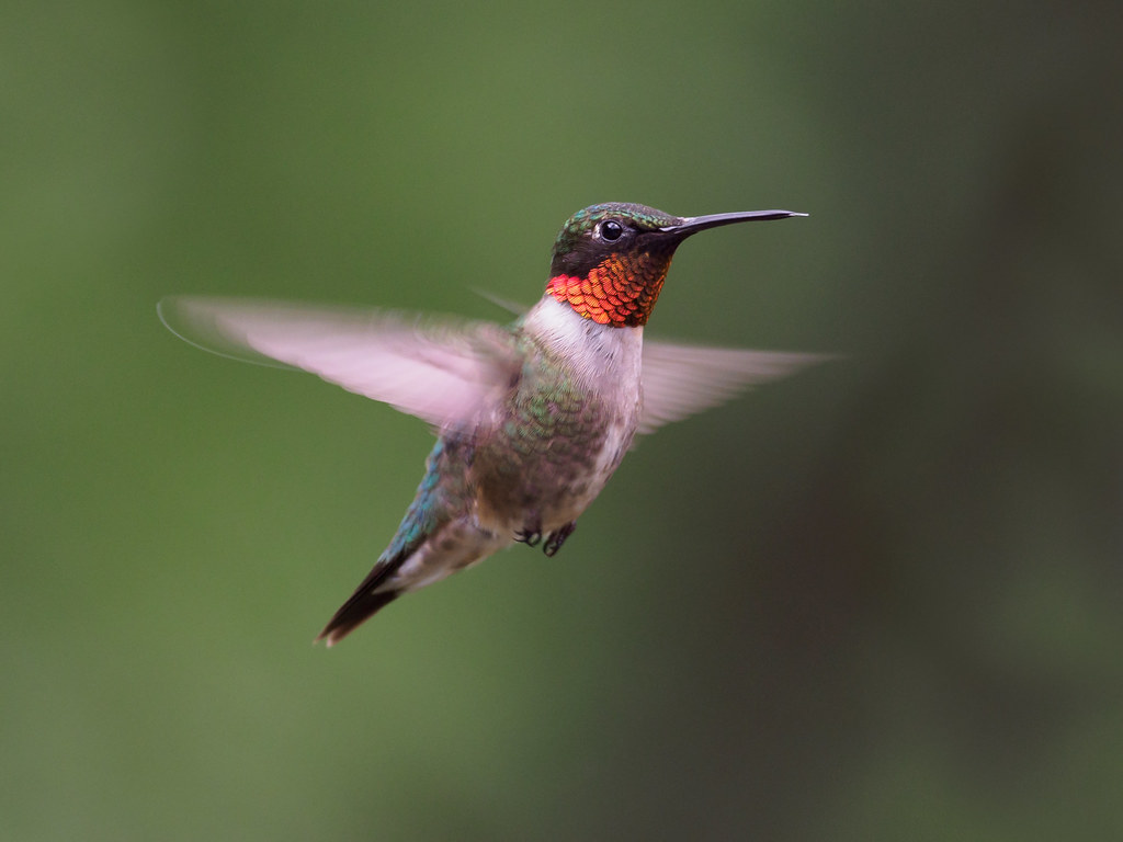 Hummingbird, Ruby Throated