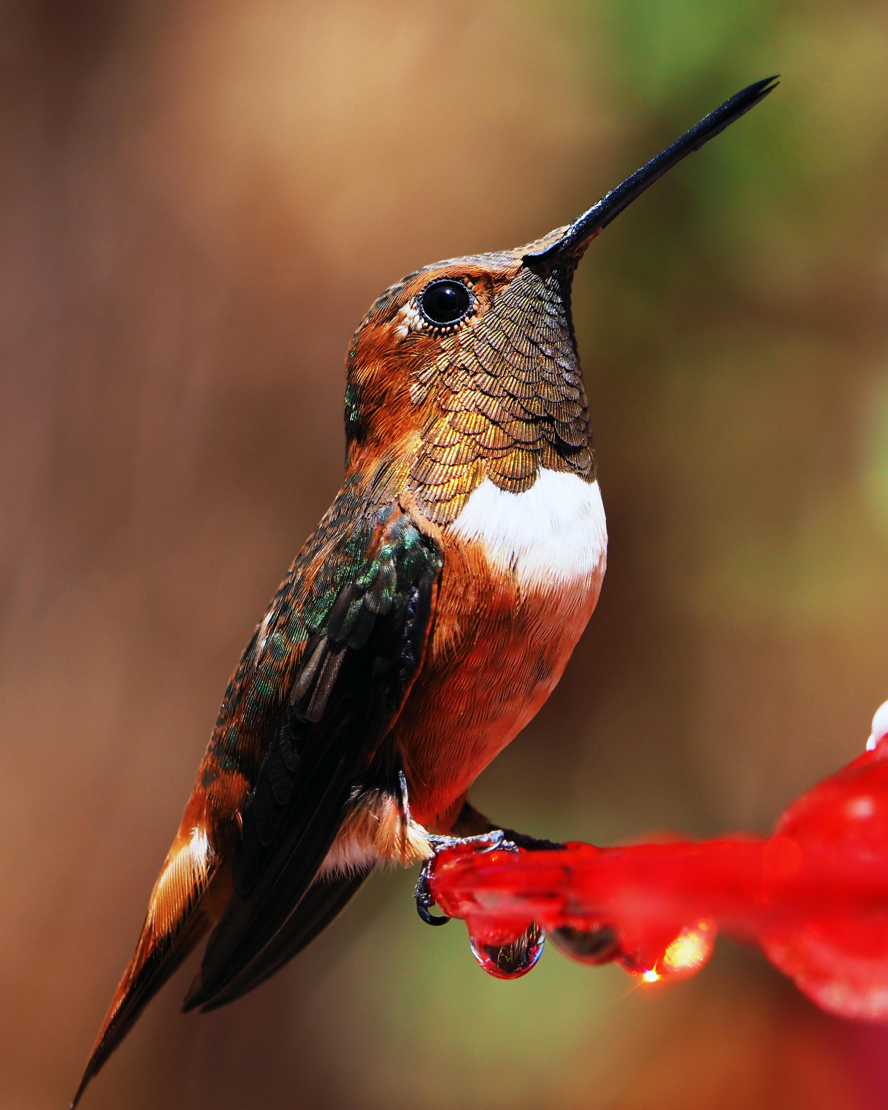 photo of a tiny hummingbird. Zoom