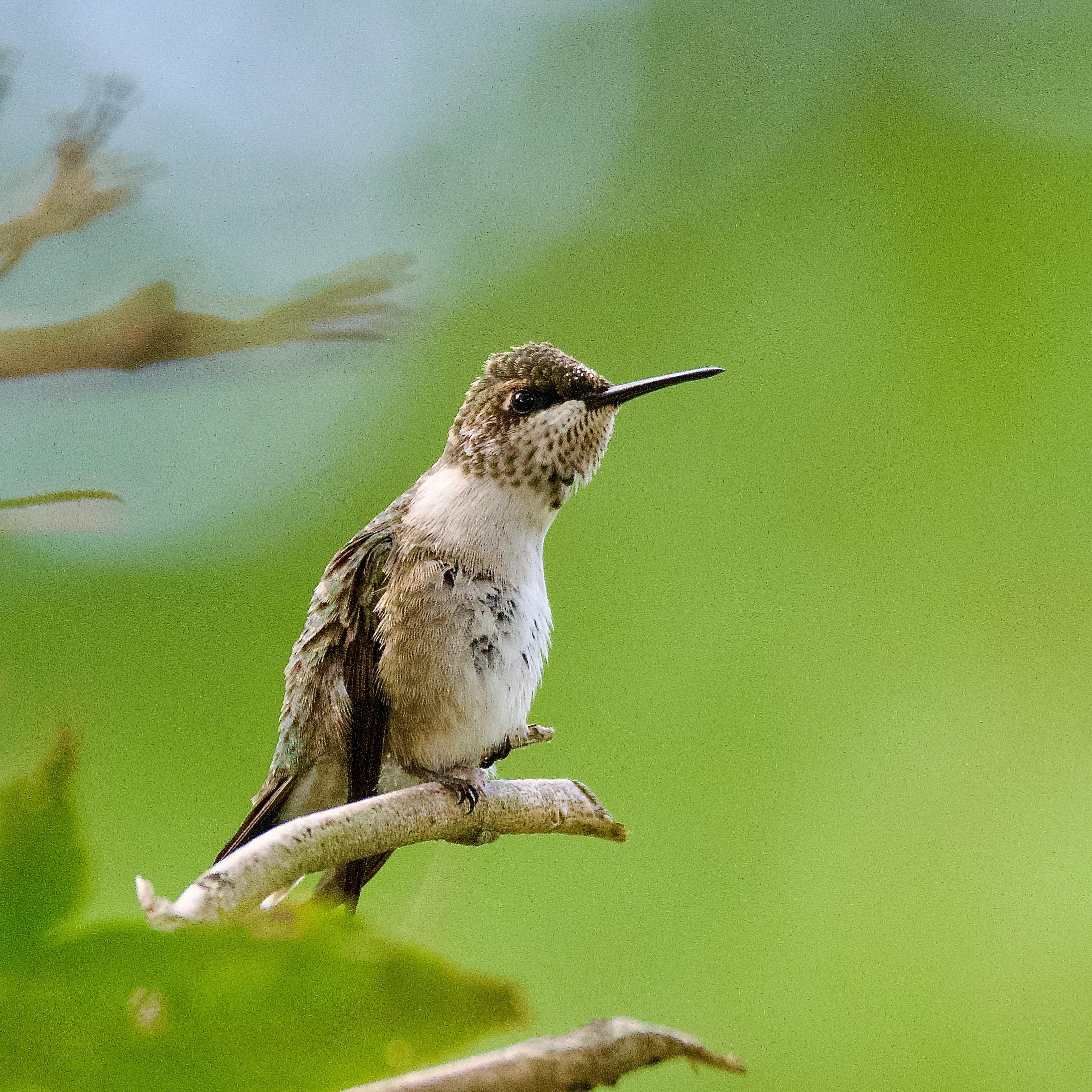 Ruby Throated Hummingbird · Free Stock