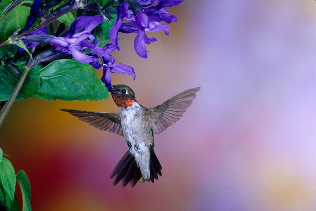 Male Ruby Throated Hummingbird On Black