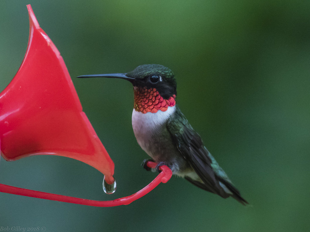 Ruby Throated Hummingbird. Bob Gilley