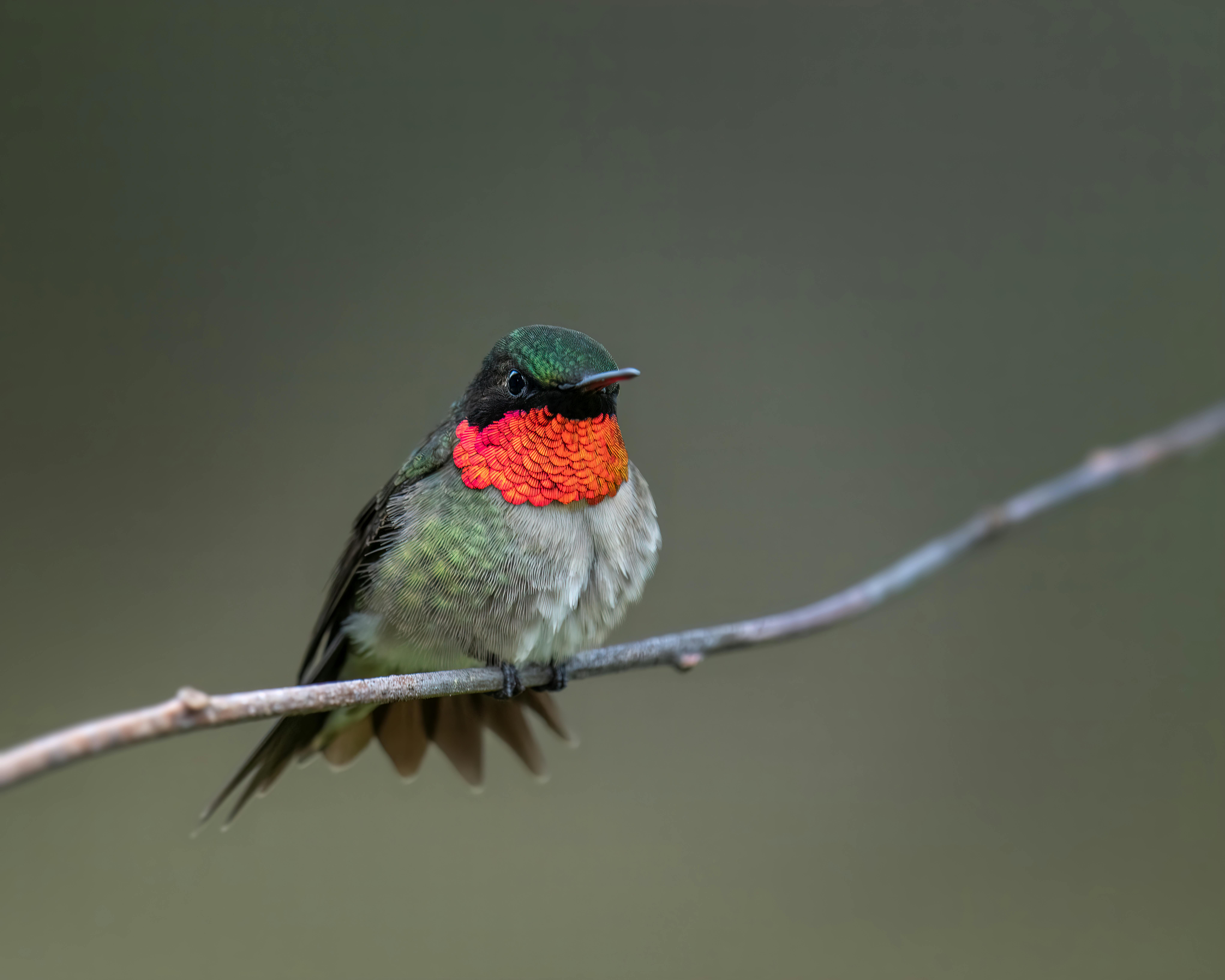 Close Up Of Ruby Throated Hummingbird