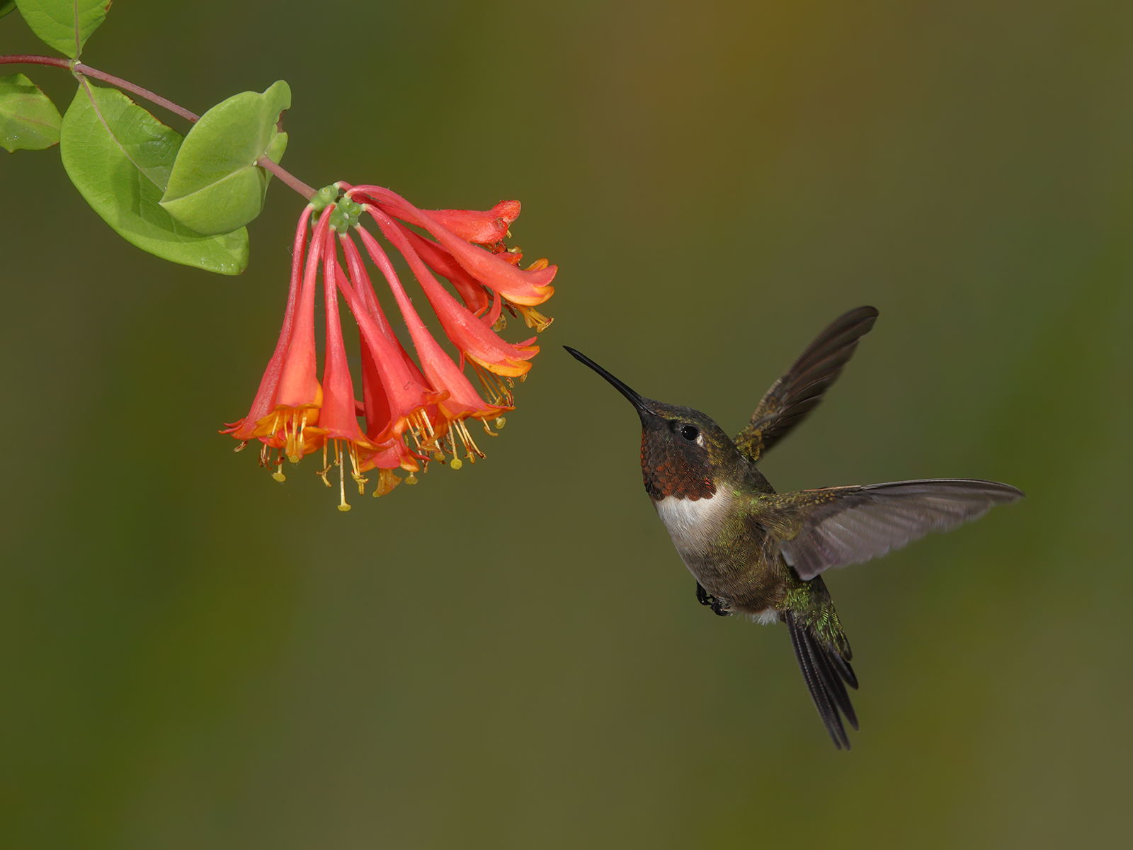 Ruby Throated Hummingbird + Repost