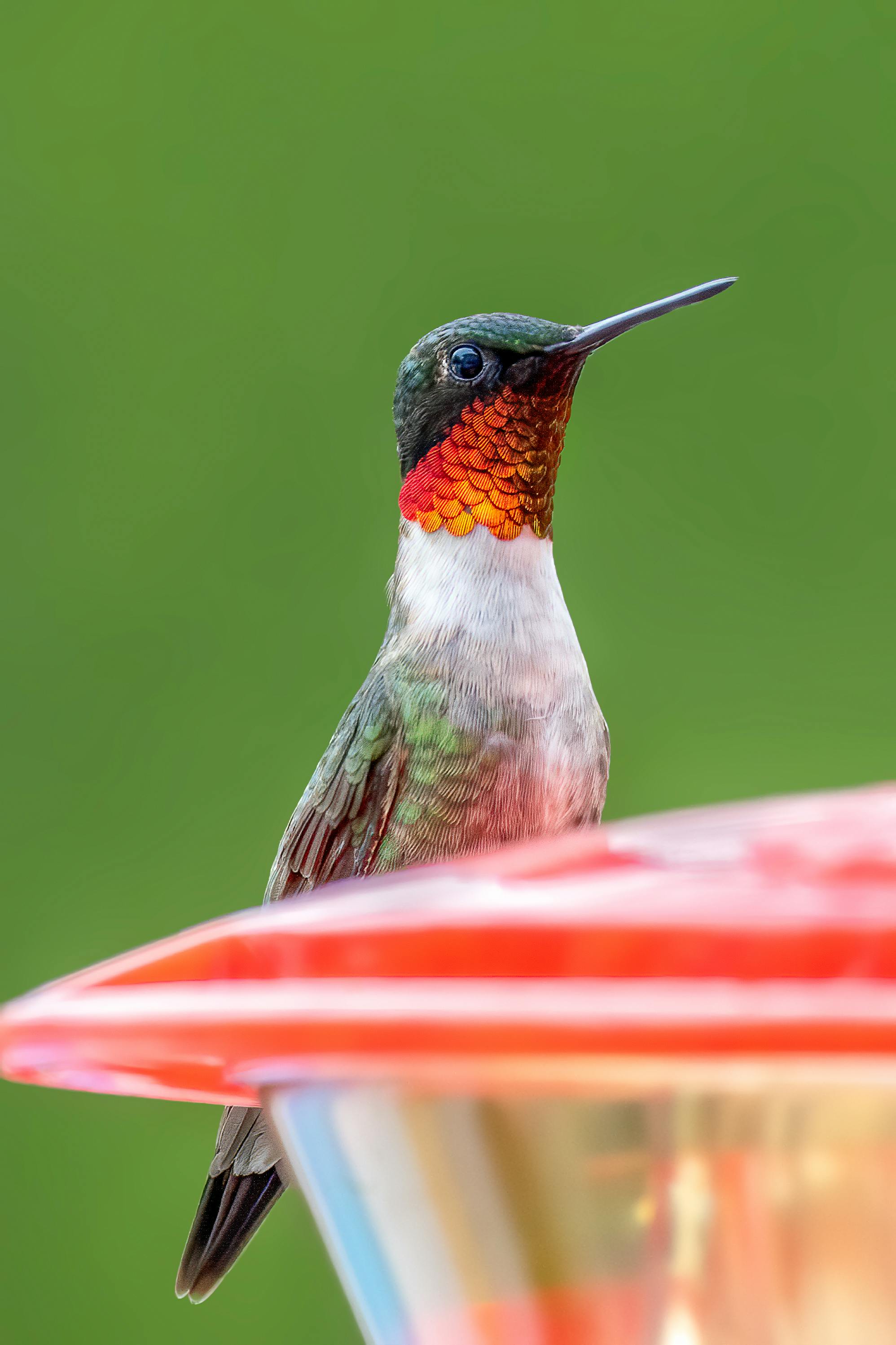 Ruby Throated Humming Bird In Close Up