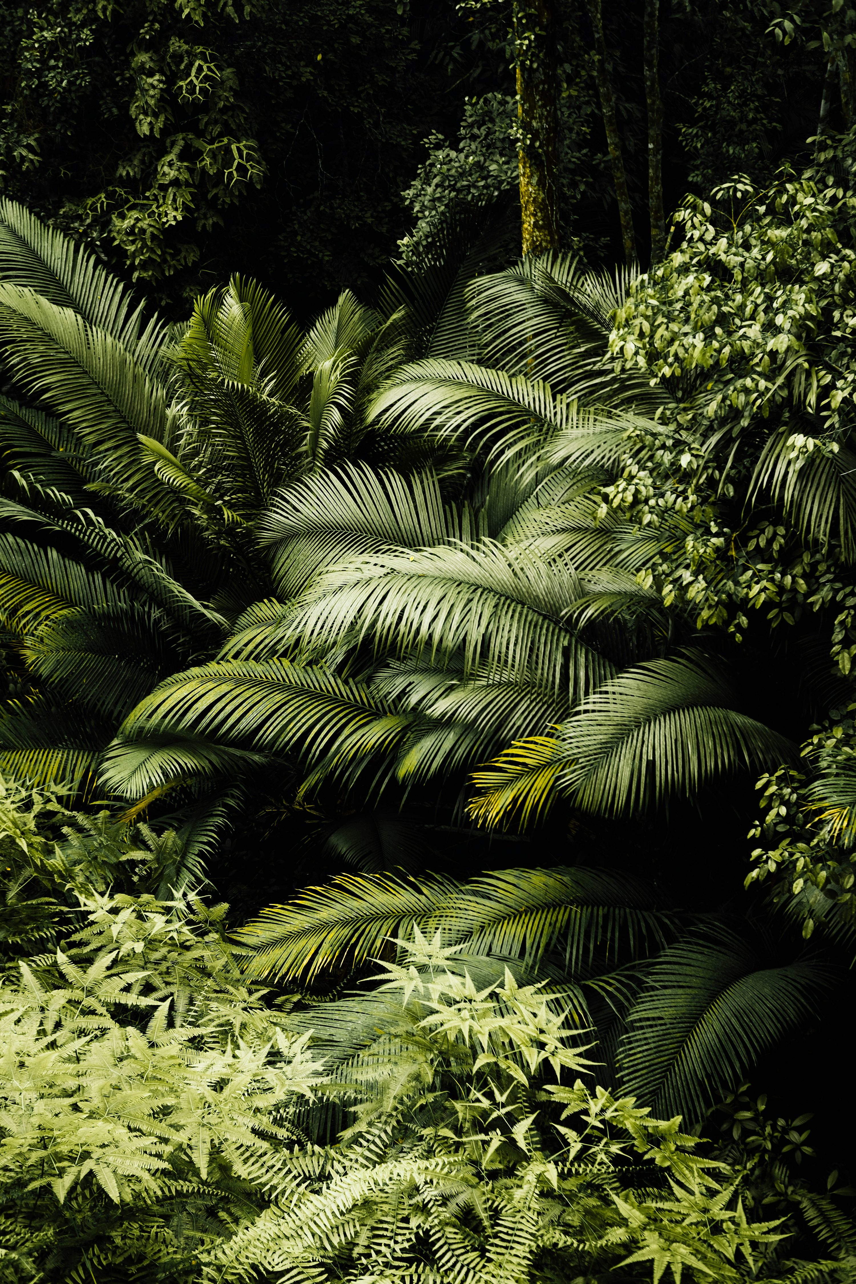 Jungle Leaves Picture. Download Free