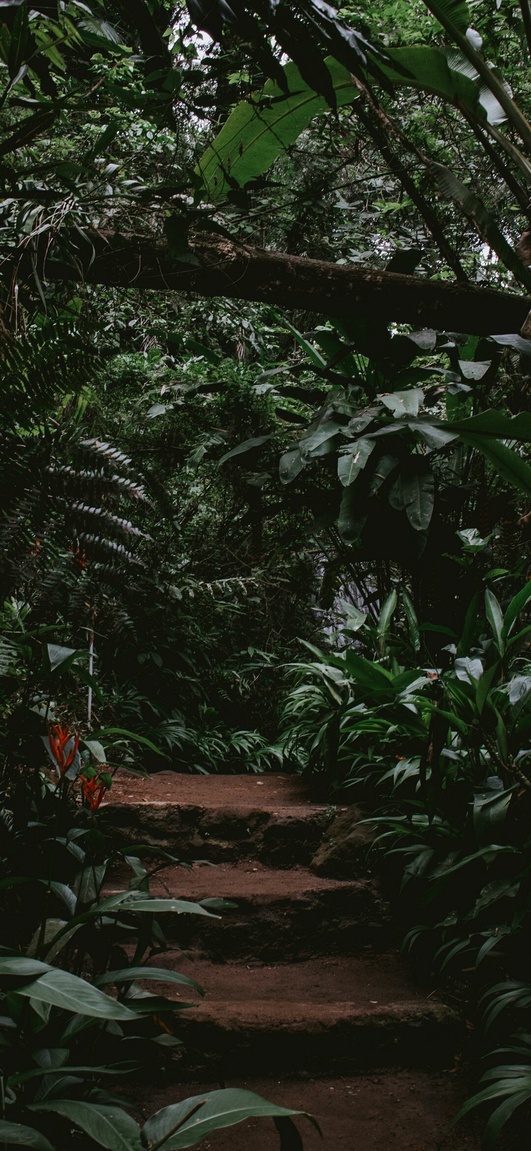 Jungle Wallpaper