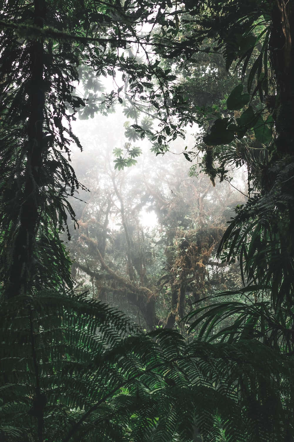 Download Rainforest Background