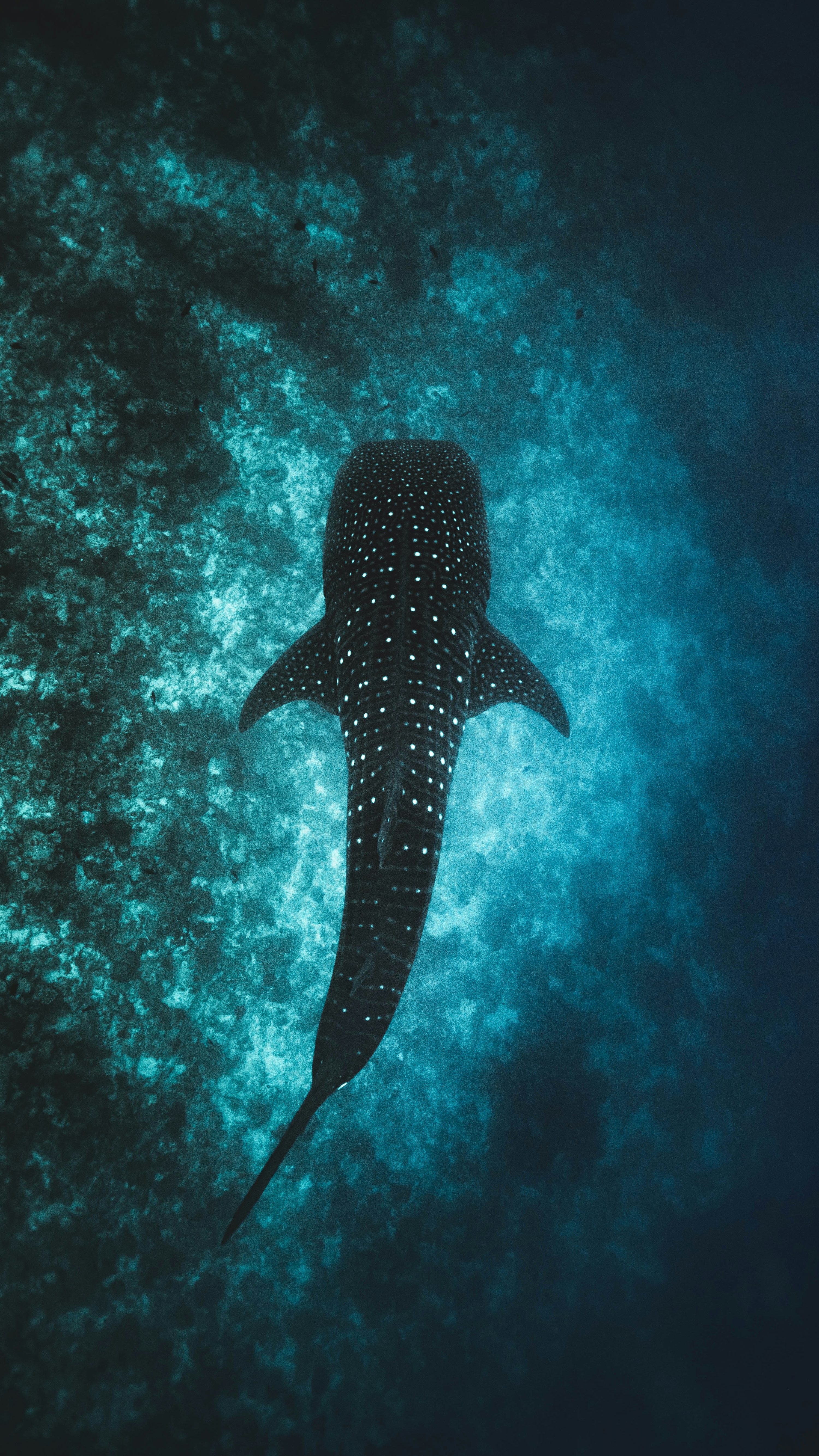 1K+ Whale Shark Picture. Download