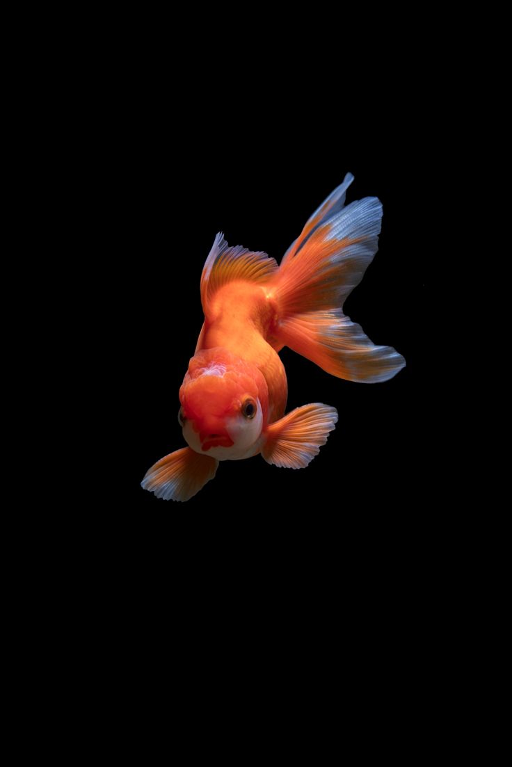 Fish photo gallery wallpaper for Android