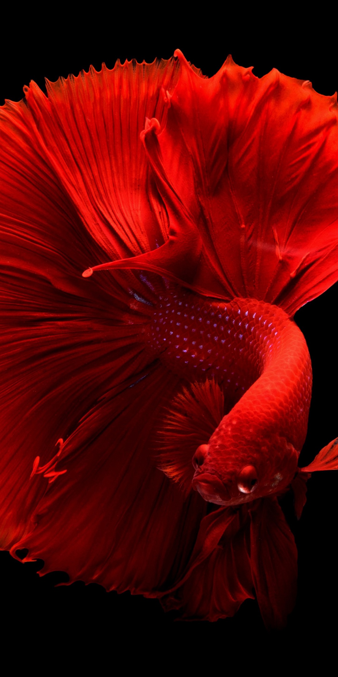 Red fish Wallpaper 4K, Underwater, Swimming