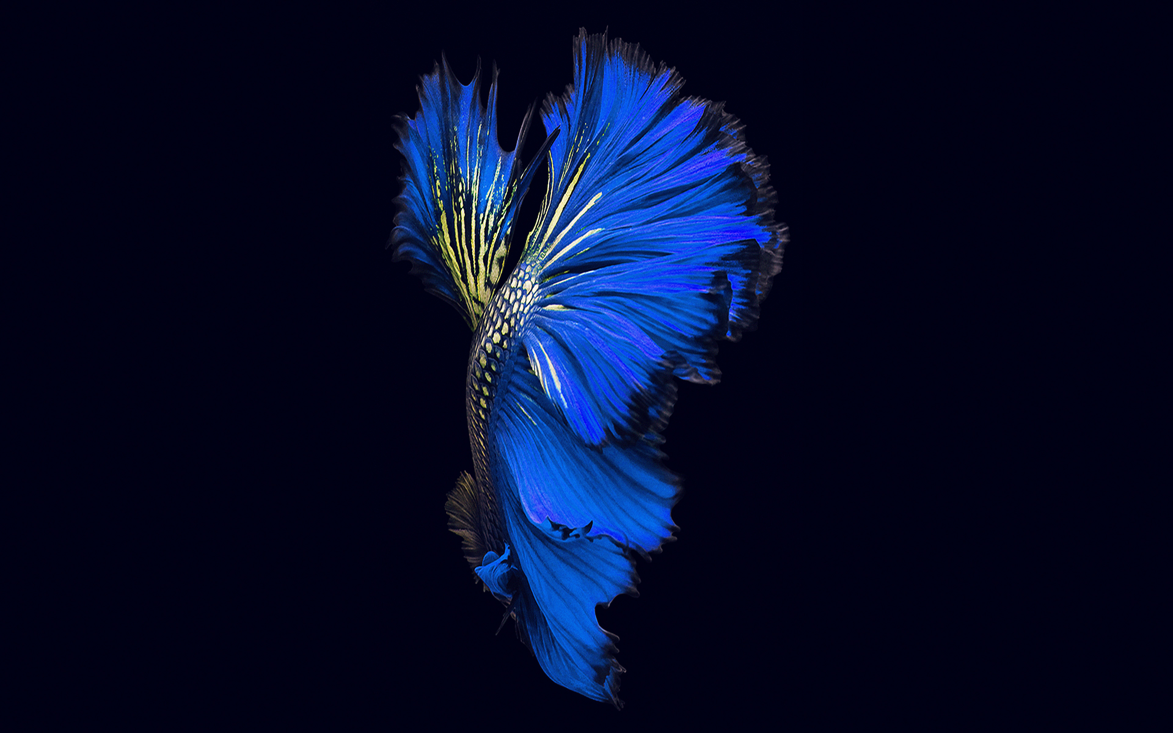 Apple Ios9 Fish Live Background