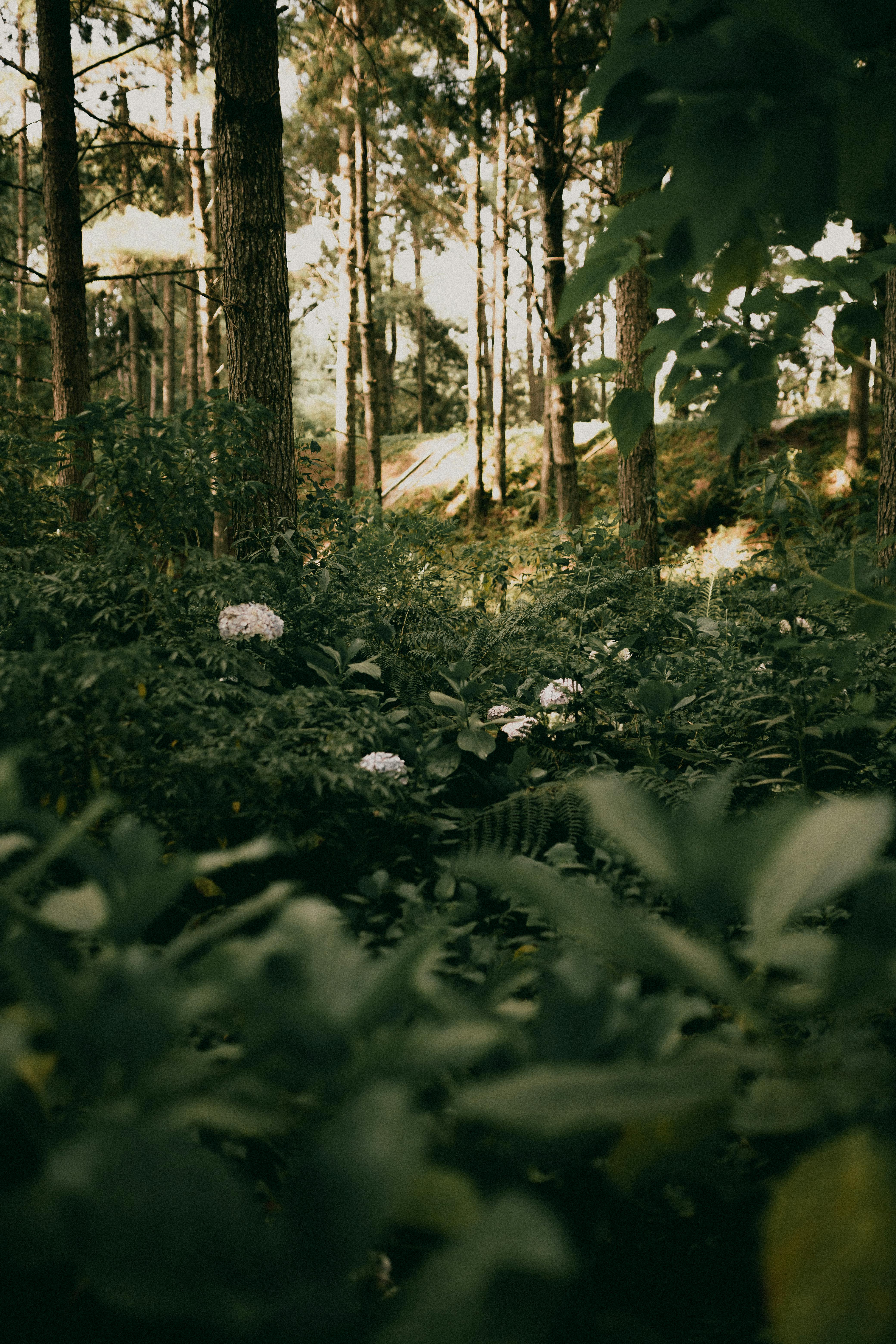 Lush Forest Floor in Summer · Free