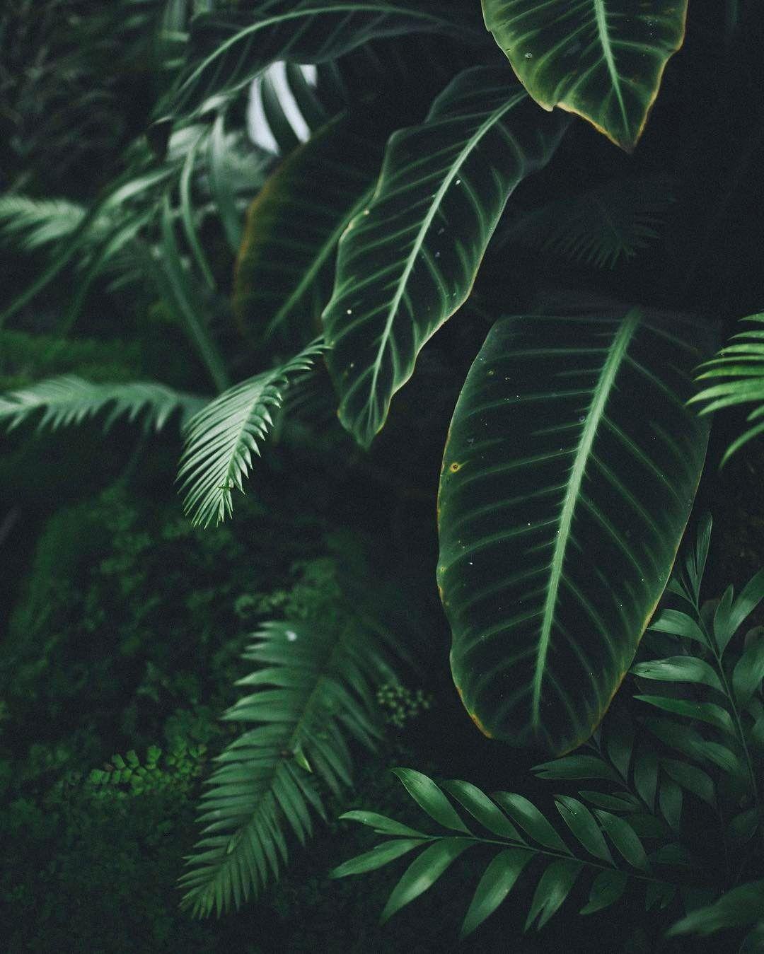 Dark Tropical Wallpaper Free