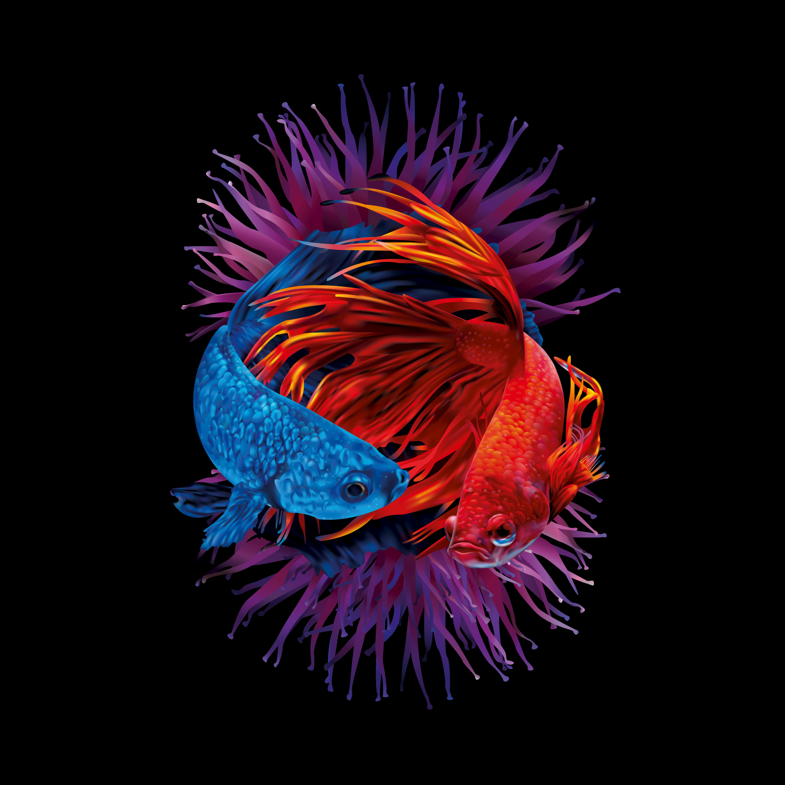 Betta fishes Wallpaper 4K, Siamese
