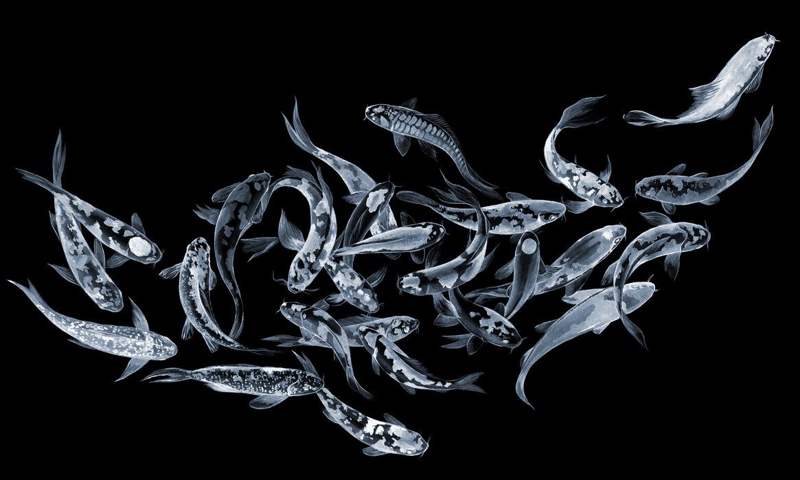 Black Fish Wallpaper, HD Black