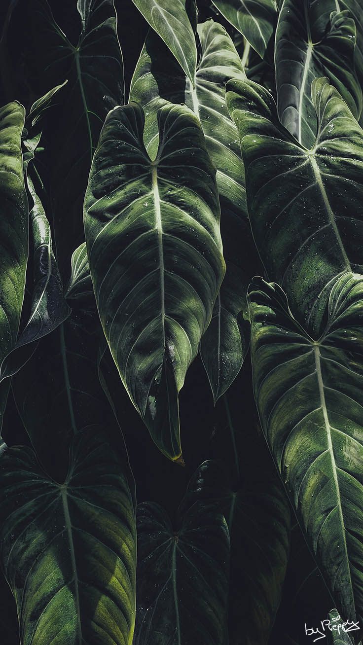 Tropical Jungle iPhone X Wallpaper