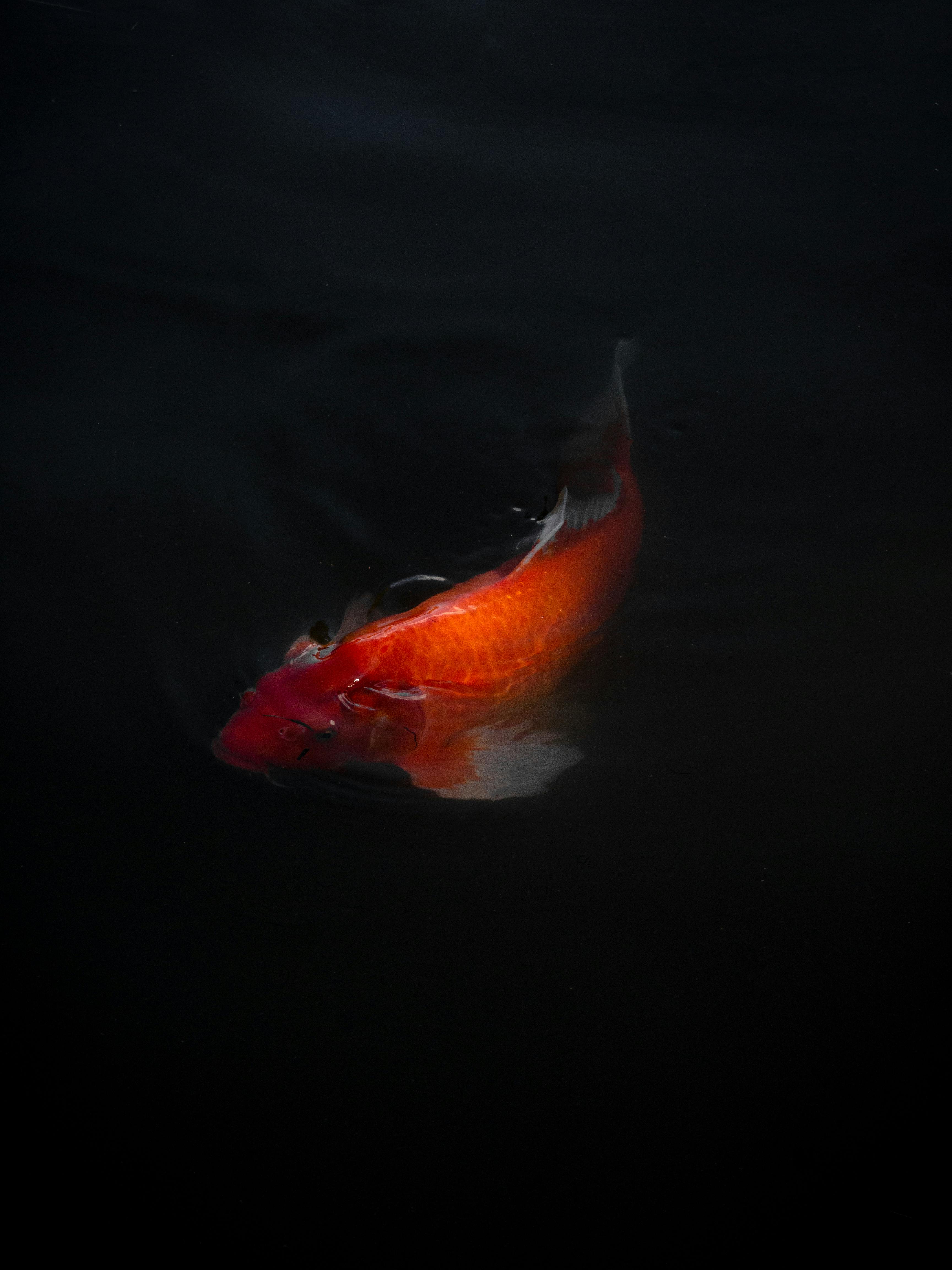 Goldfish Photo, Download The BEST Free