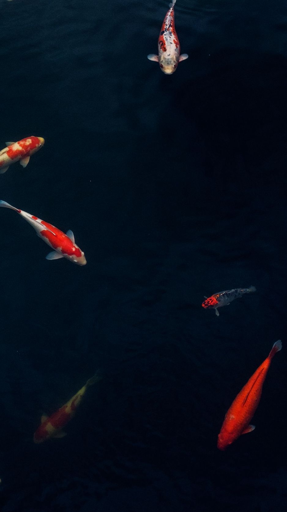 Download wallpaper 938x1668 fish