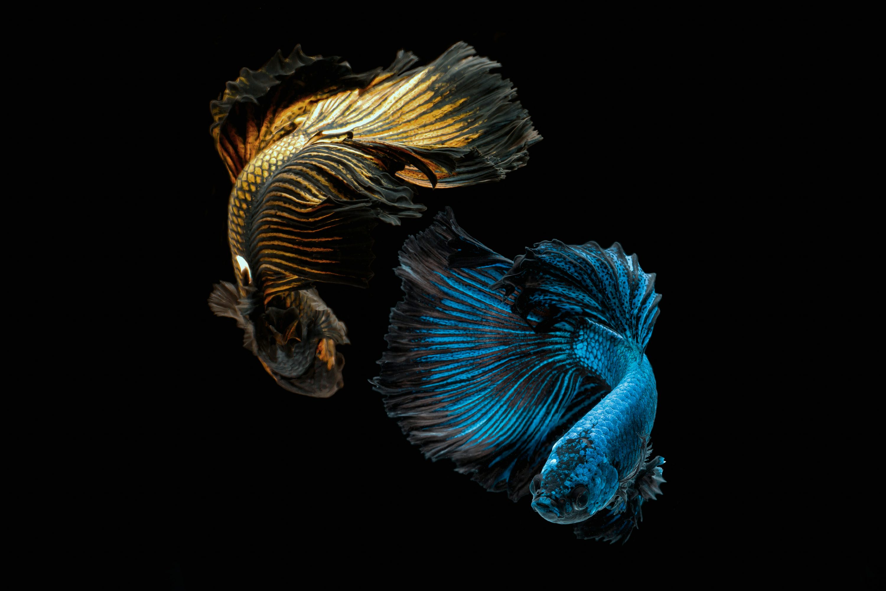 Betta Fish Picture. Download