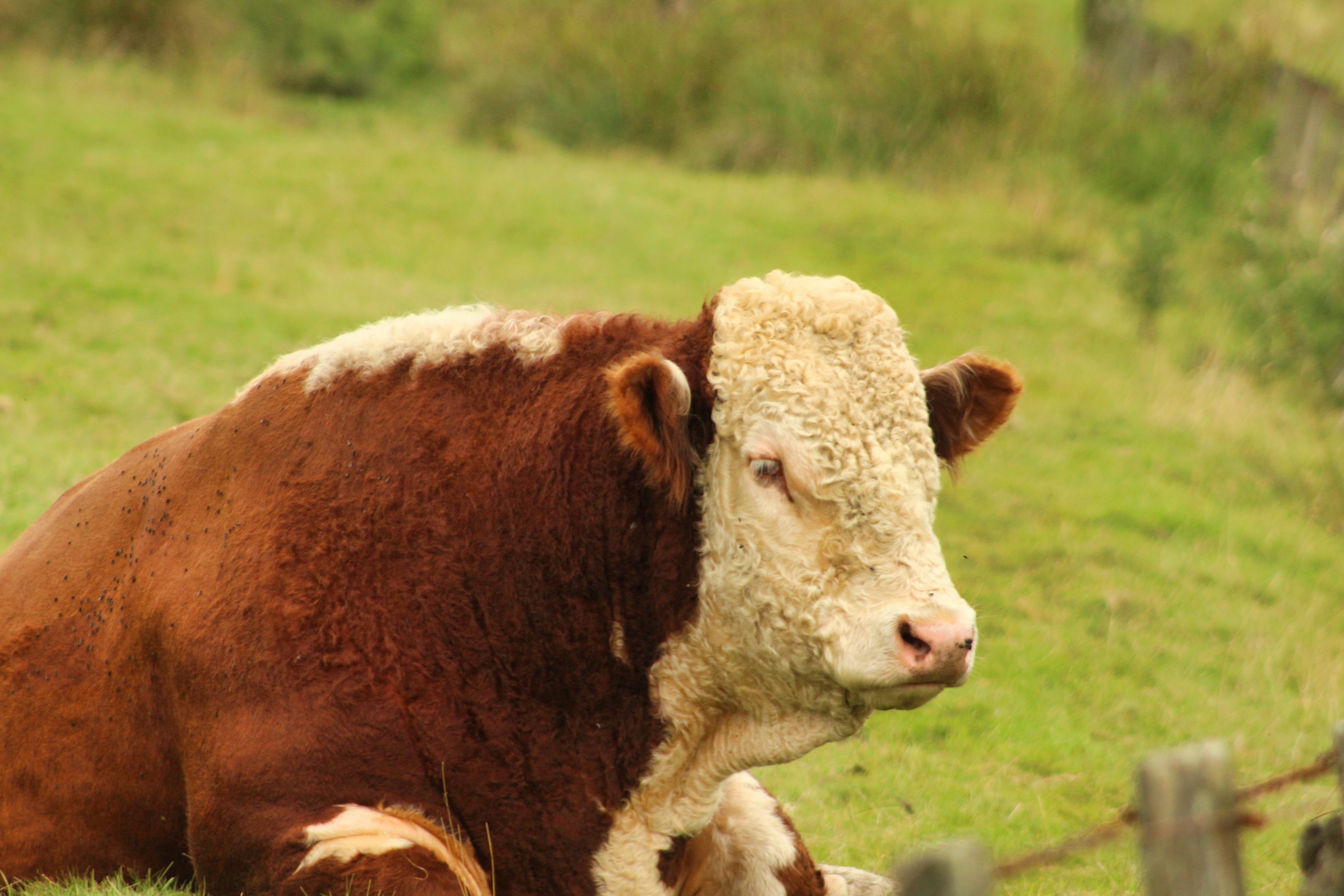 Hereford Cattle Picture. Download