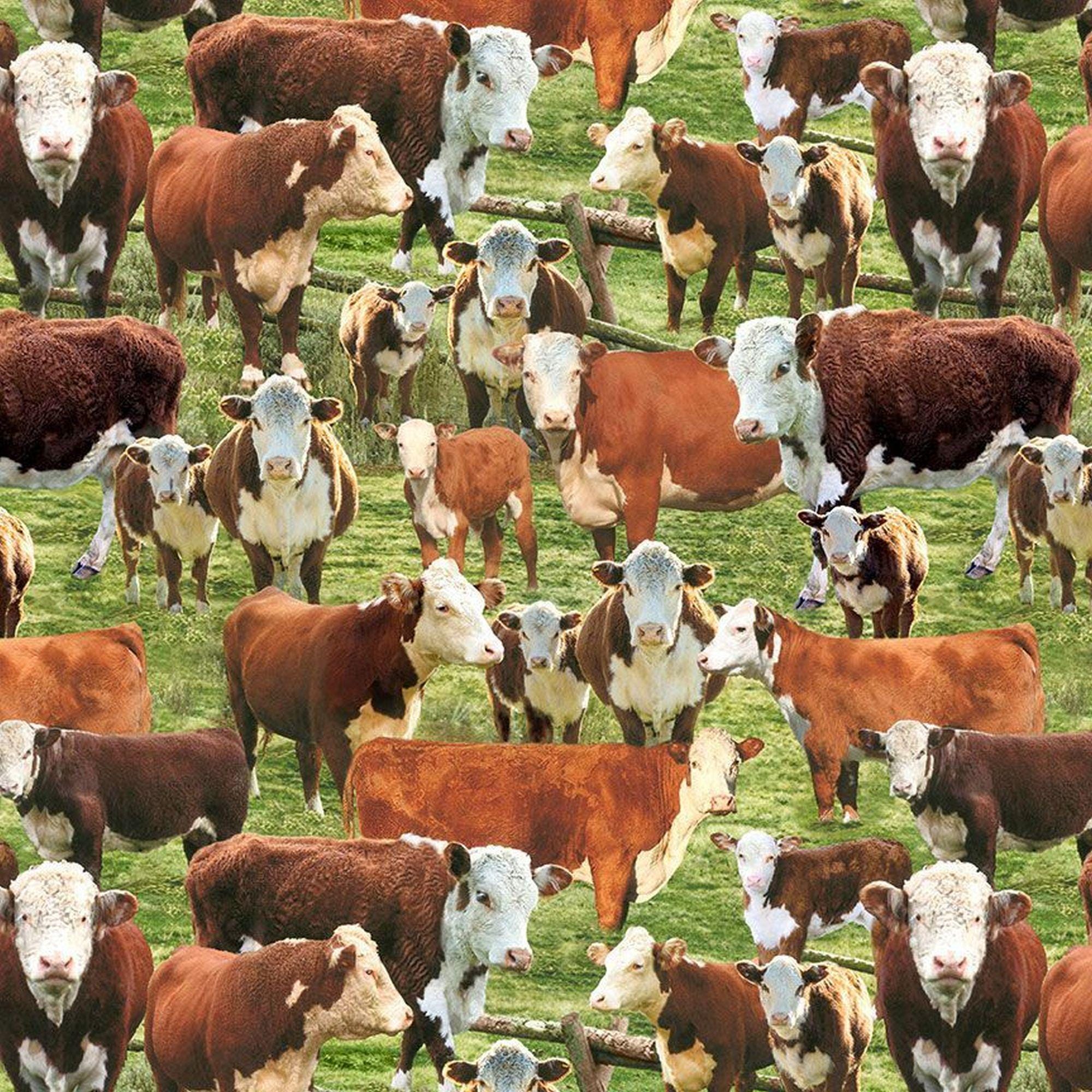 Hereford Cows In A Corral WEST CD3341