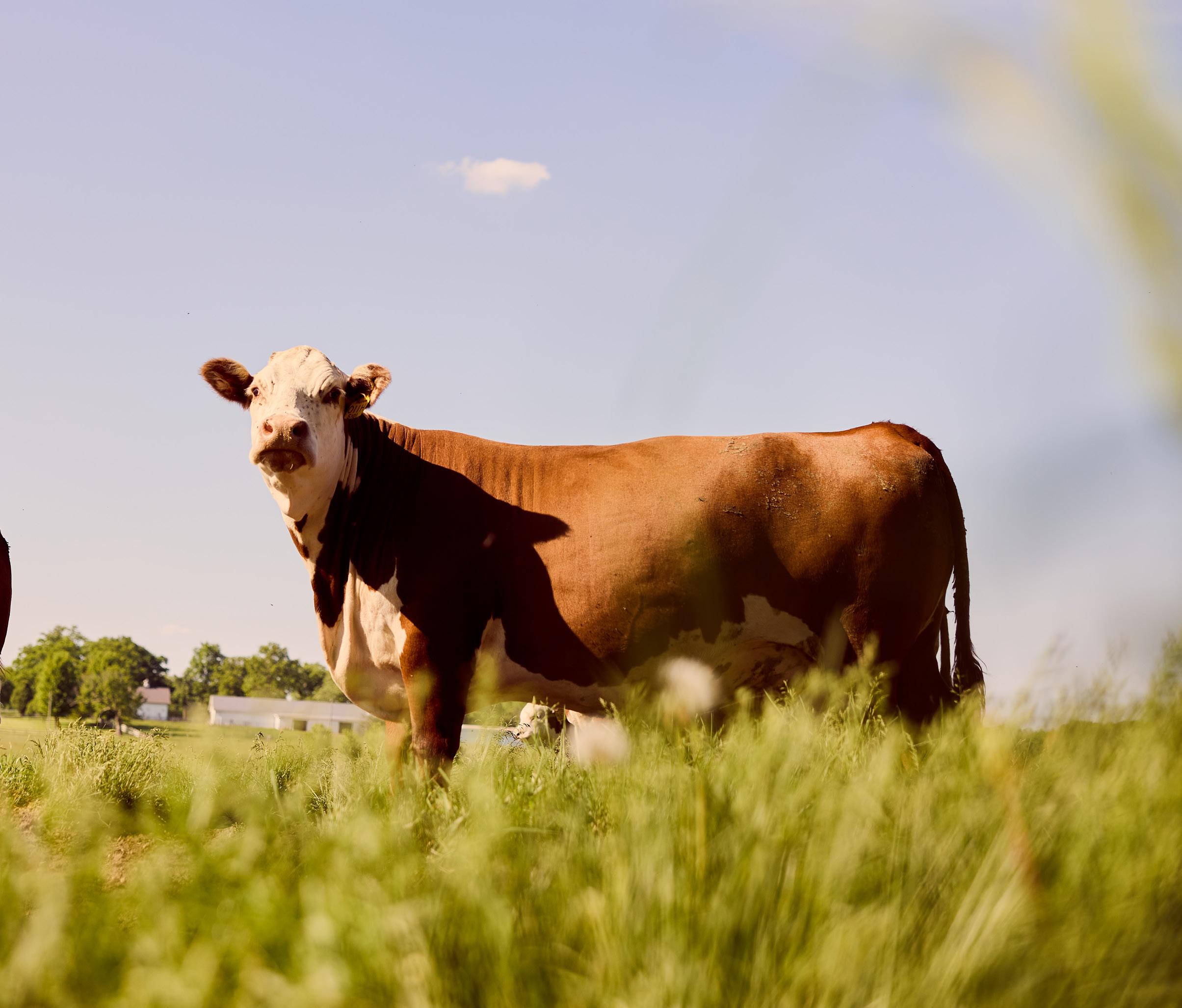Illinois Hereford Bulletin June
