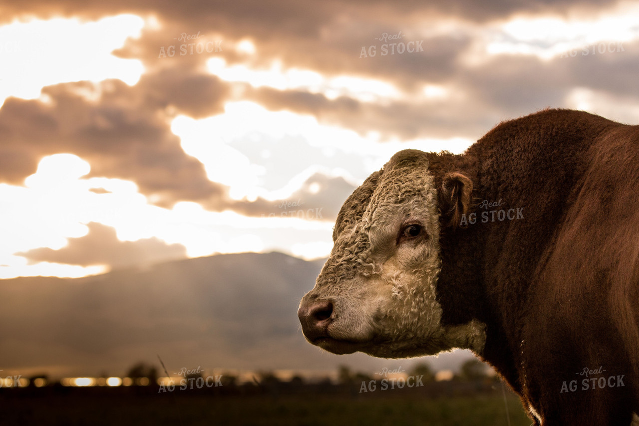Hereford Cow Head 81079