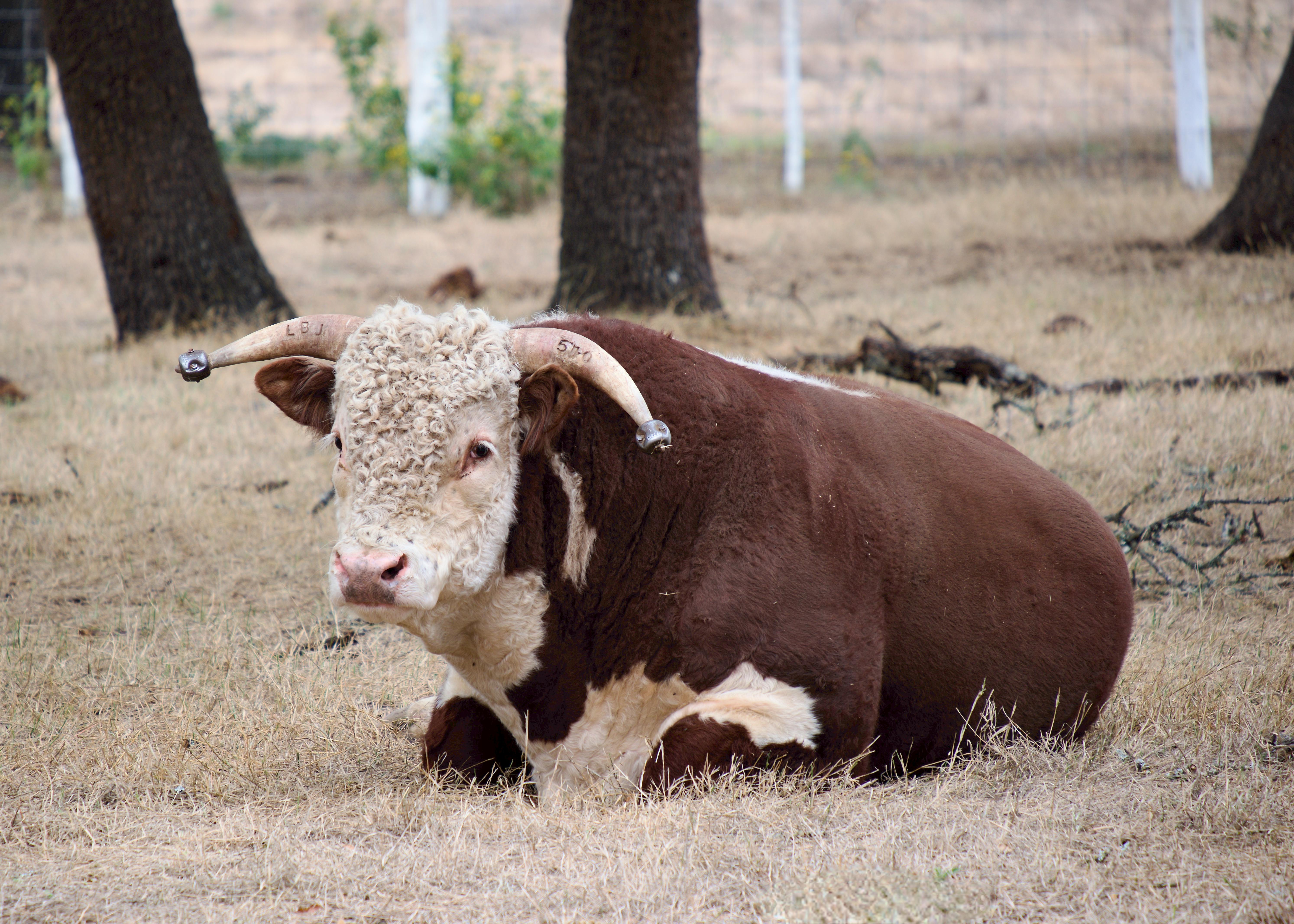 Hereford Bull with Marked Horns Lying